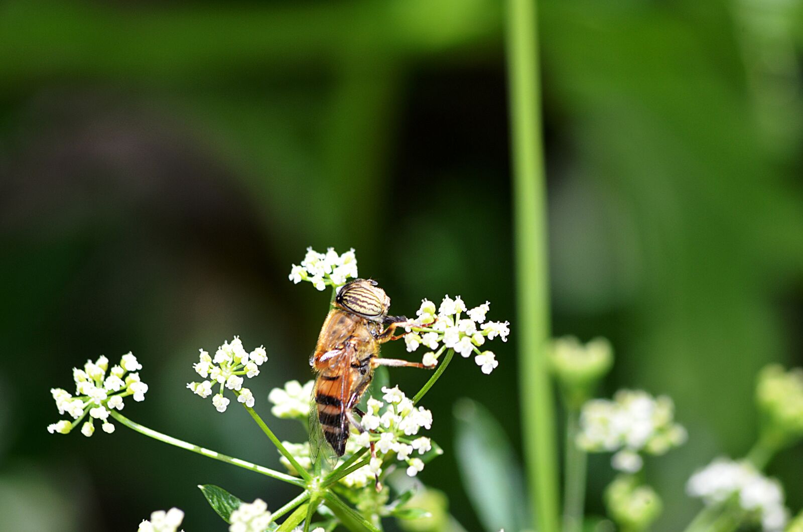 Nikon D5100 sample photo. Bee, insect, flower photography