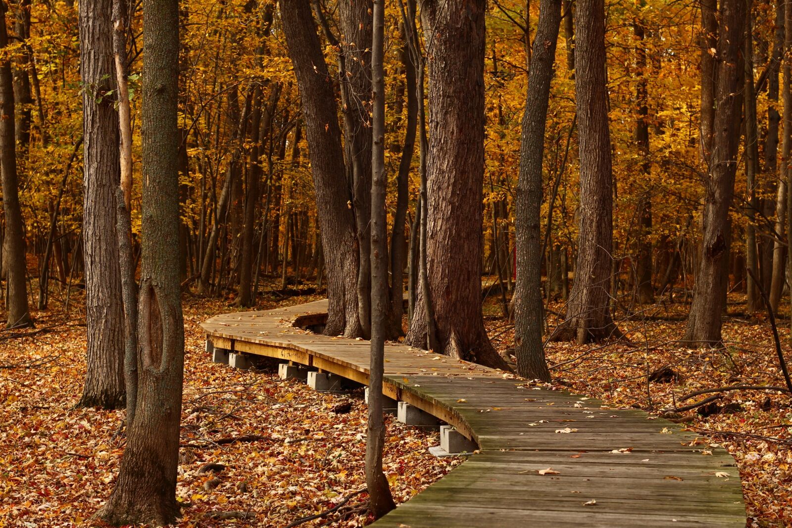 Canon EOS 700D (EOS Rebel T5i / EOS Kiss X7i) sample photo. Fall, forest, leaves photography