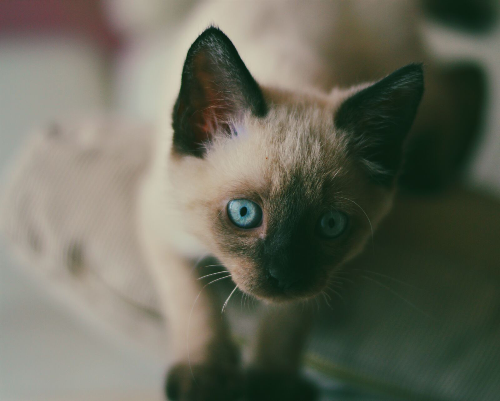 Nikon D3200 sample photo. Animal, cat, close-up photography