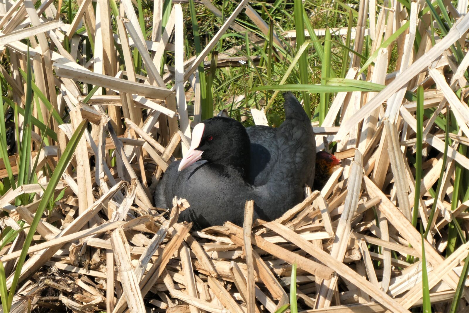 Panasonic Lumix DC-ZS70 (Lumix DC-TZ90) sample photo. Coot, nest, chick photography