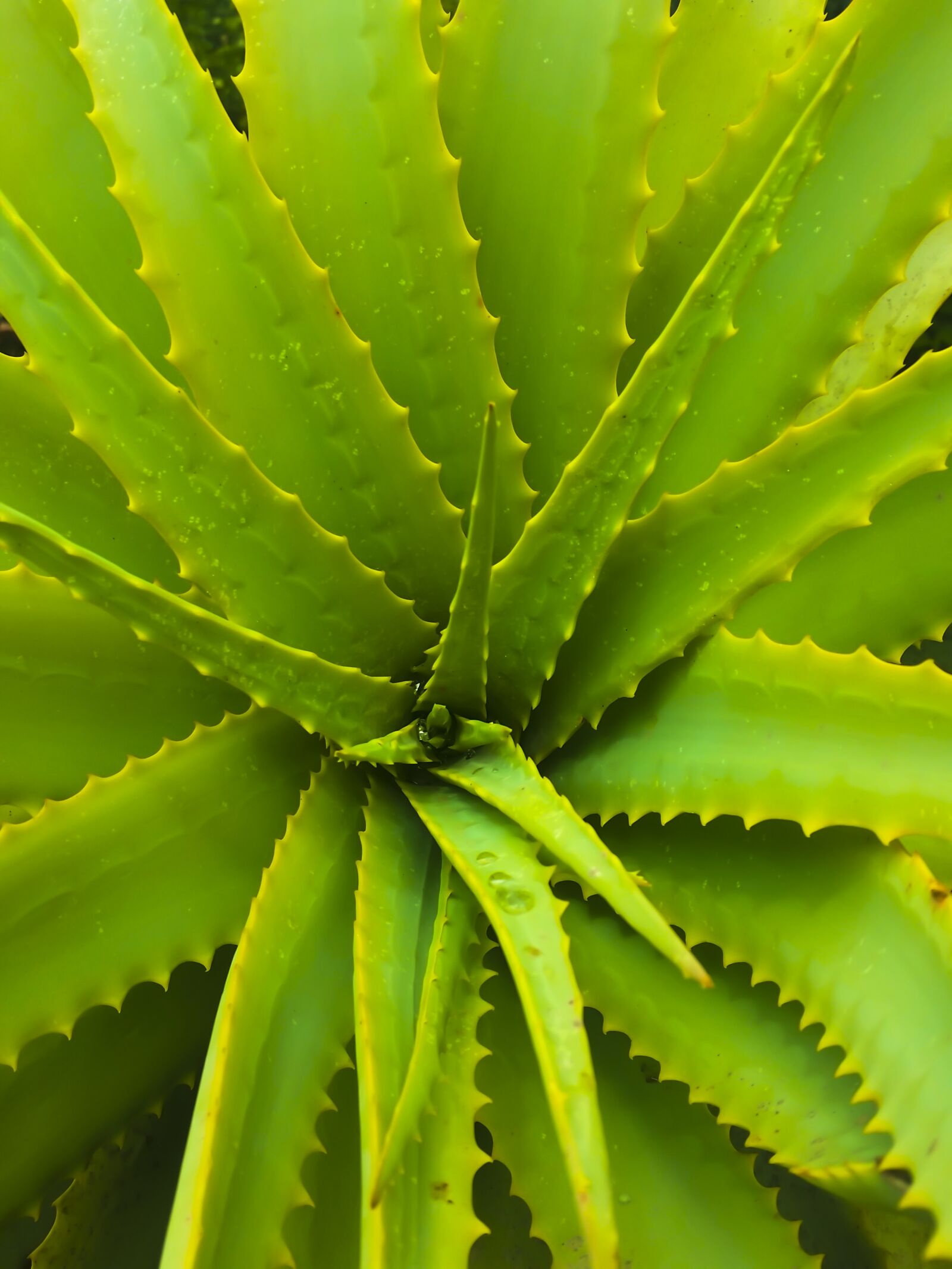 Samsung Galaxy S5 sample photo. Aloe vera, spikes, succulent photography