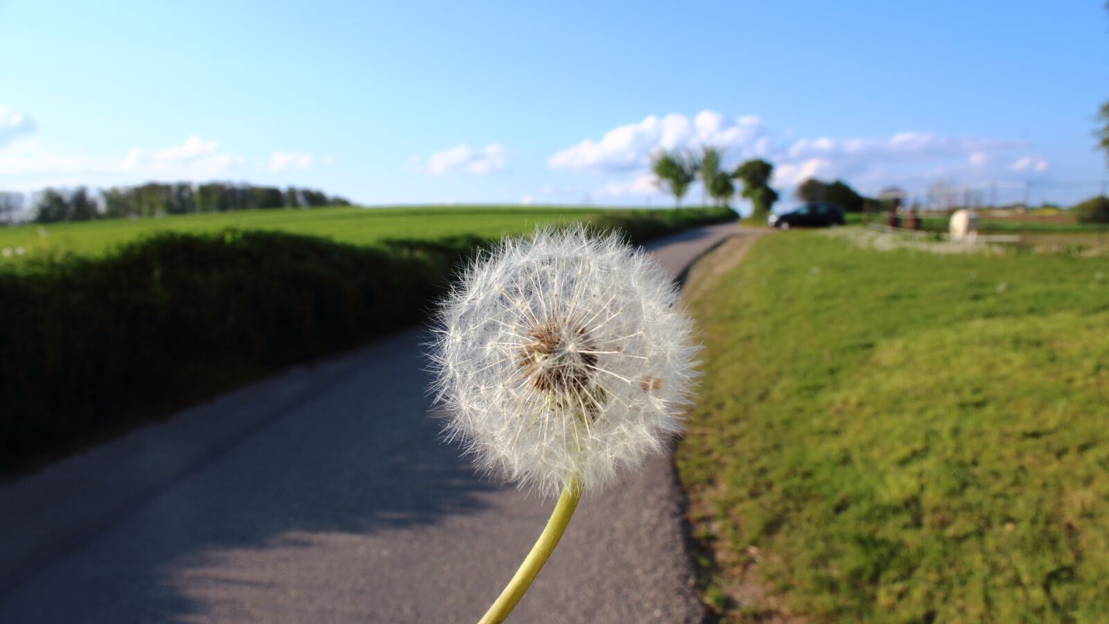 Canon EOS 1300D (EOS Rebel T6 / EOS Kiss X80) sample photo. Dandelion, plant, spring photography