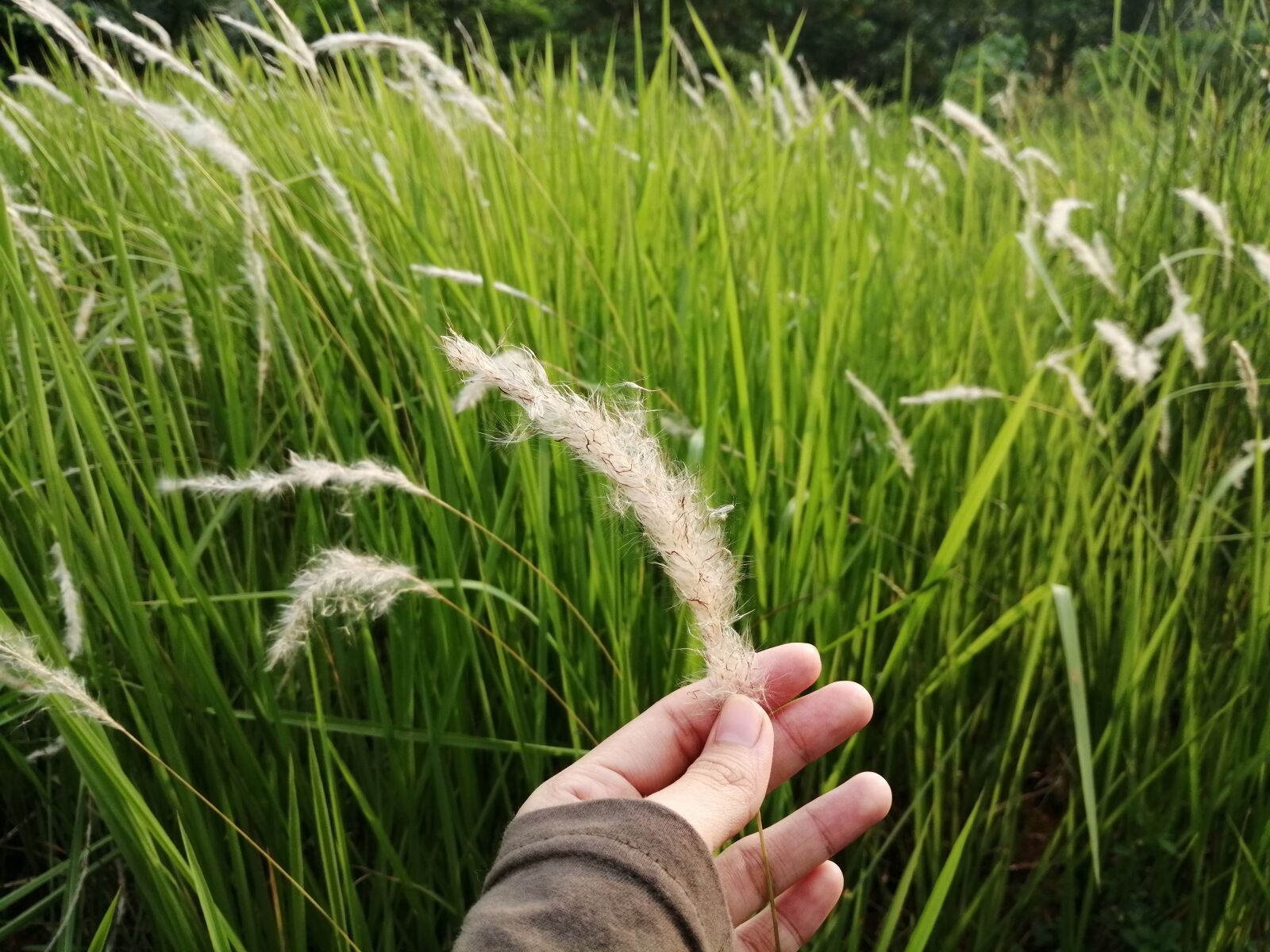 HUAWEI JKM-LX2 sample photo. Easydesignnfmr, peace, love photography