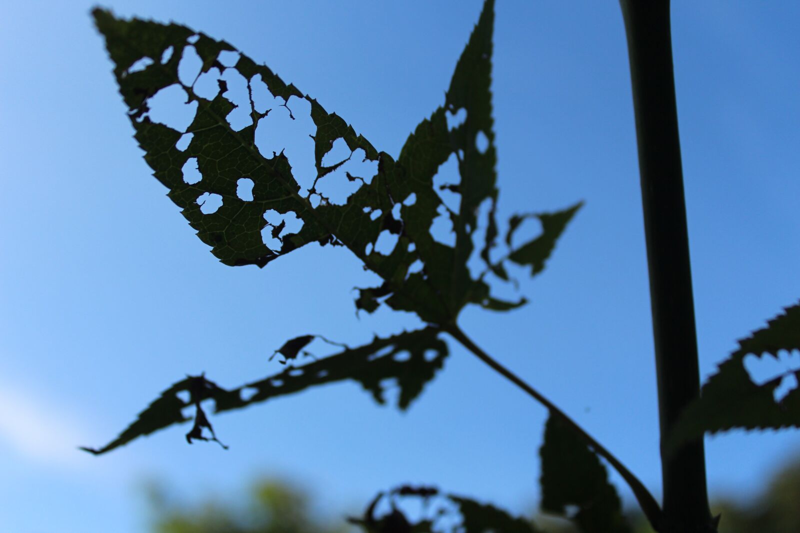 Canon EOS 650D (EOS Rebel T4i / EOS Kiss X6i) sample photo. Leaves, perspective, incomplete photography