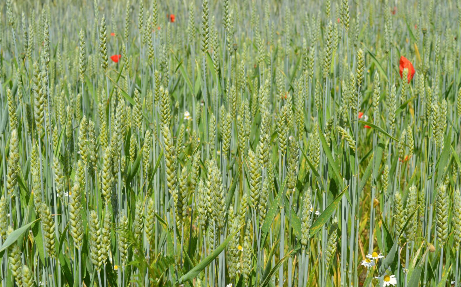 Nikon D3200 sample photo. Wheat, cereals, field photography