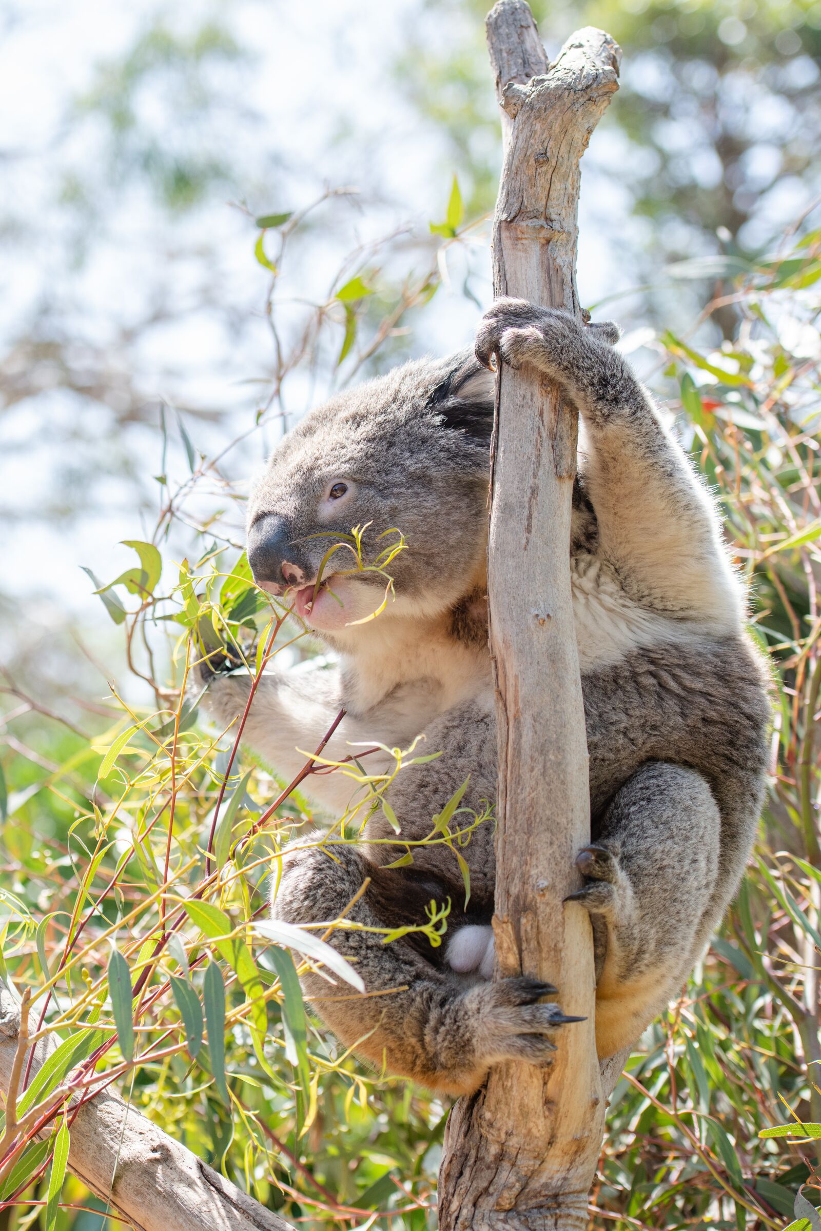Nikon D850 sample photo. Koala, marsupial, herbivore photography