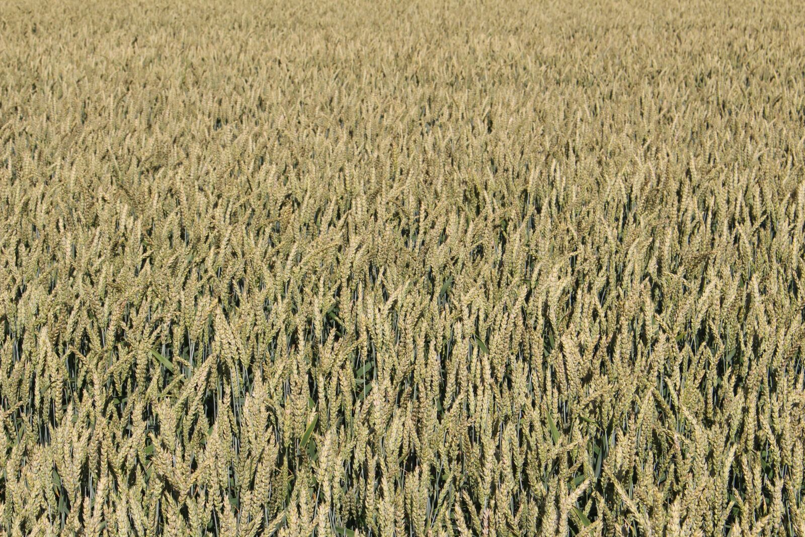 Canon EOS 100D (EOS Rebel SL1 / EOS Kiss X7) sample photo. Wheat, field, nature photography