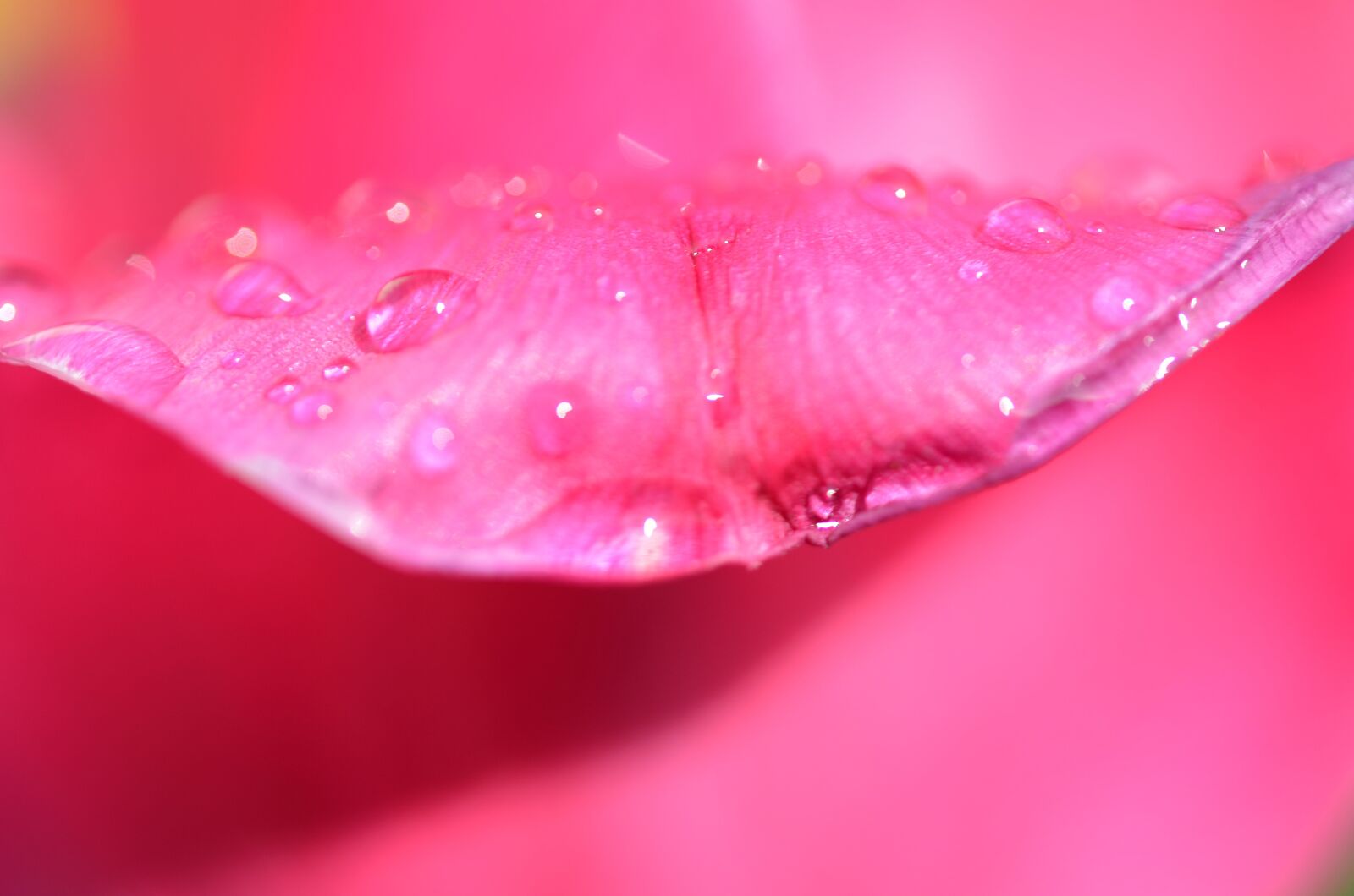 Nikon D7000 sample photo. Tulip, flower, spring photography