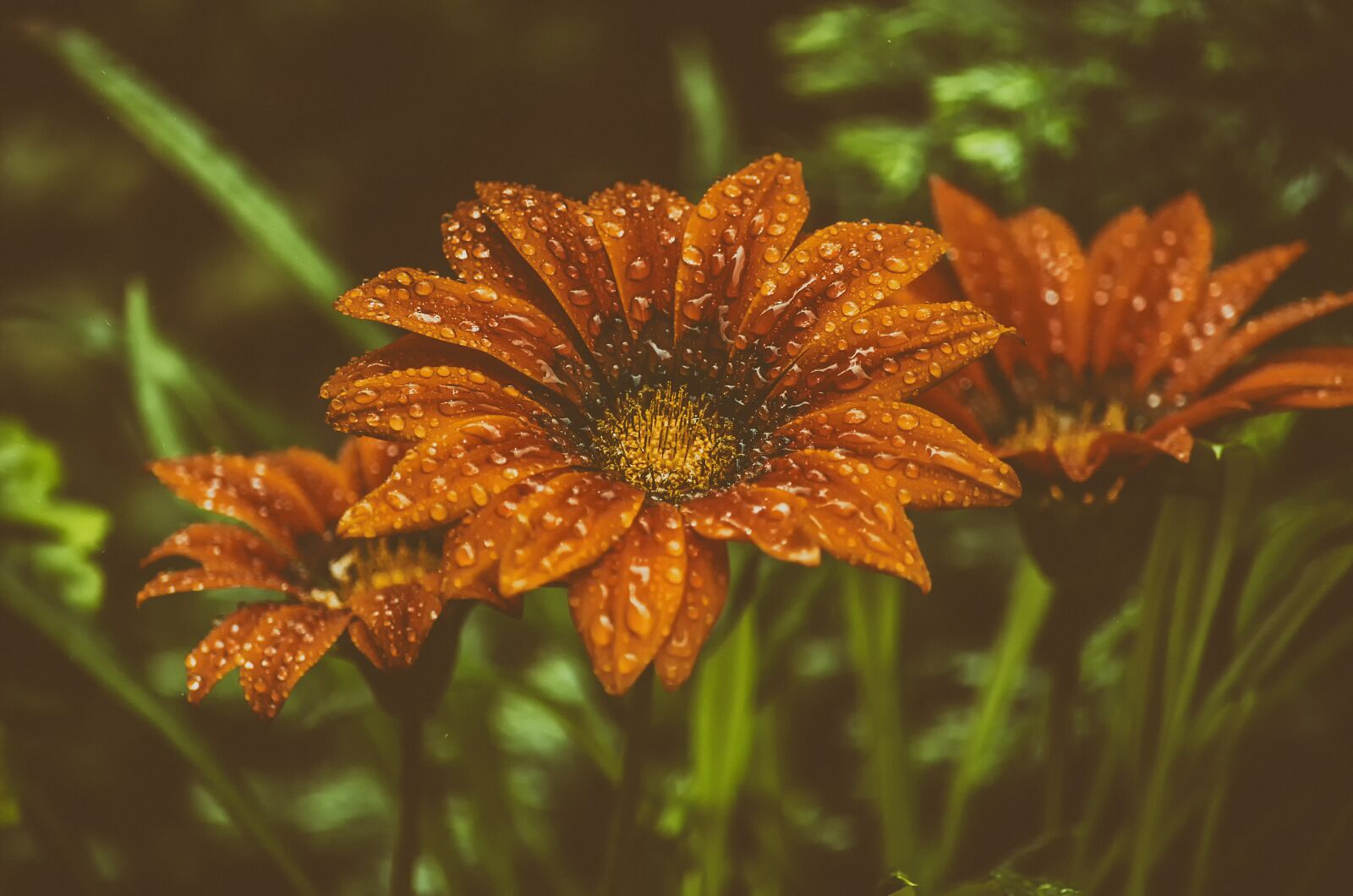 Nikon D5100 sample photo. Flower, nature, flowers photography