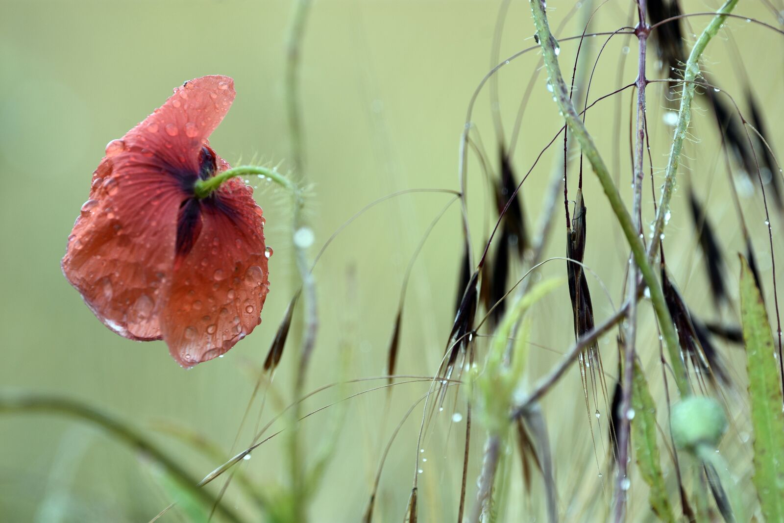 Nikon D3400 sample photo. Poppy, poppies, meadow photography