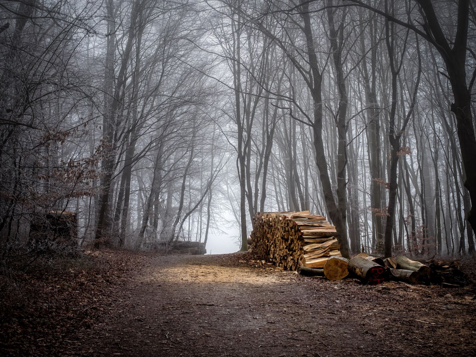Olympus OM-D E-M1 + Olympus M.Zuiko Digital ED 12-40mm F2.8 Pro sample photo. Forest, wood, forest path photography