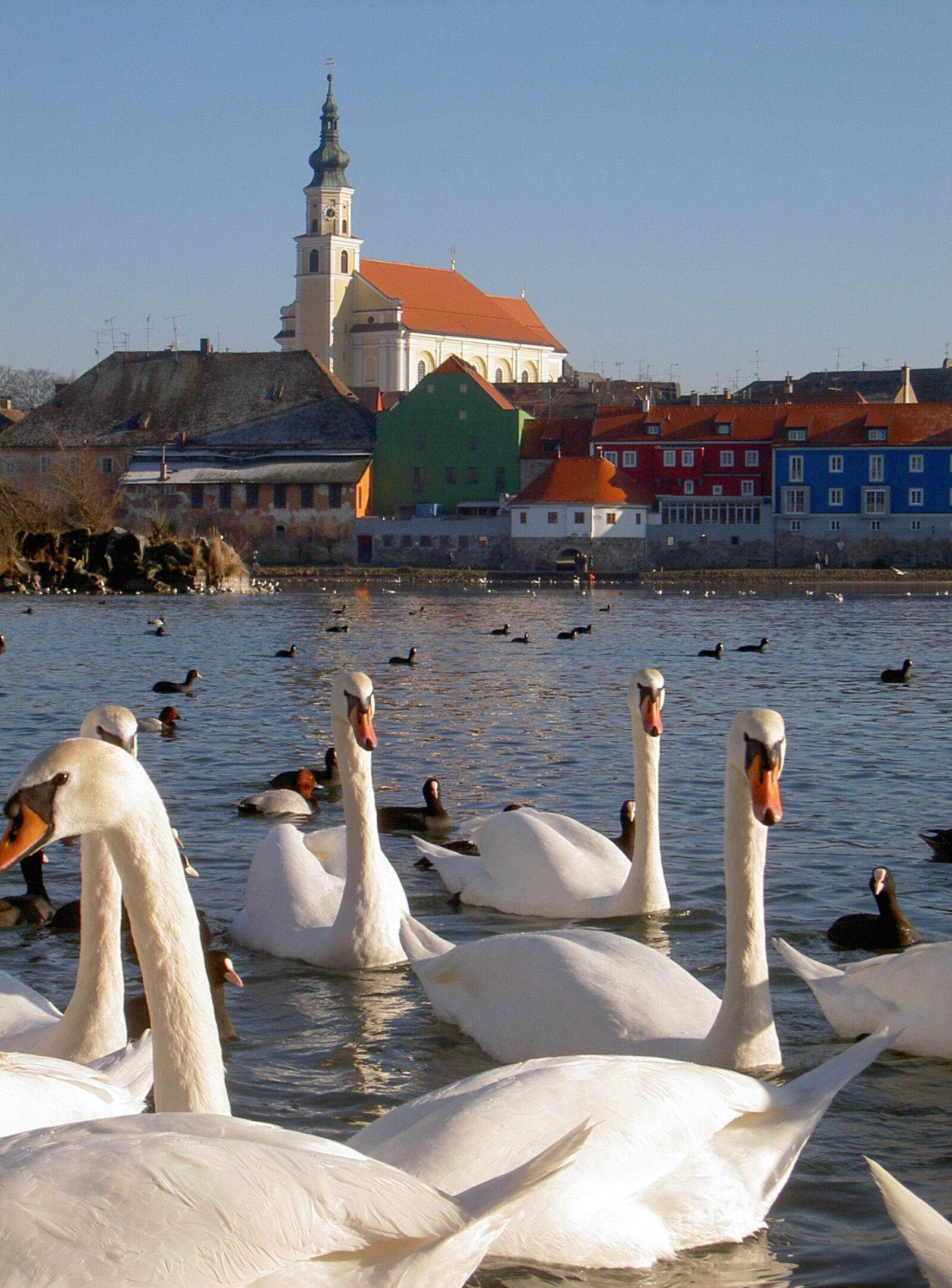 KONICA MINOLTA DIGITAL CAMERA KD-400Z sample photo. Swan, white, fluffy photography