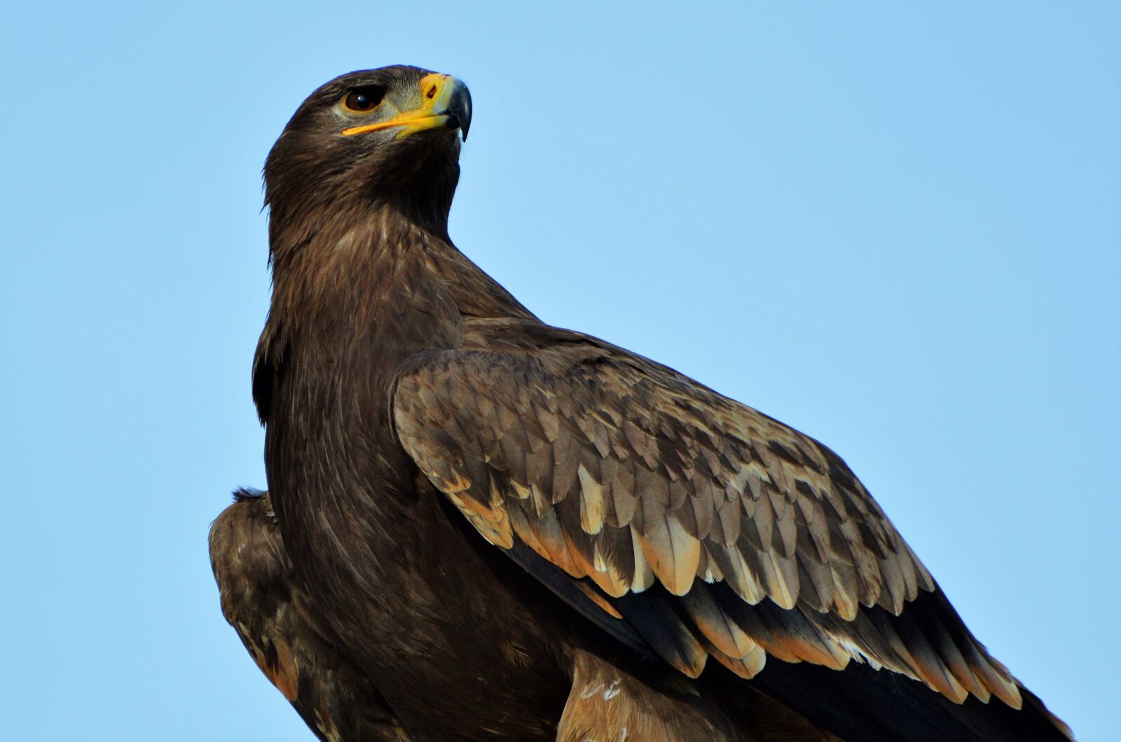 Nikon D3200 sample photo. Adler, bird of prey photography