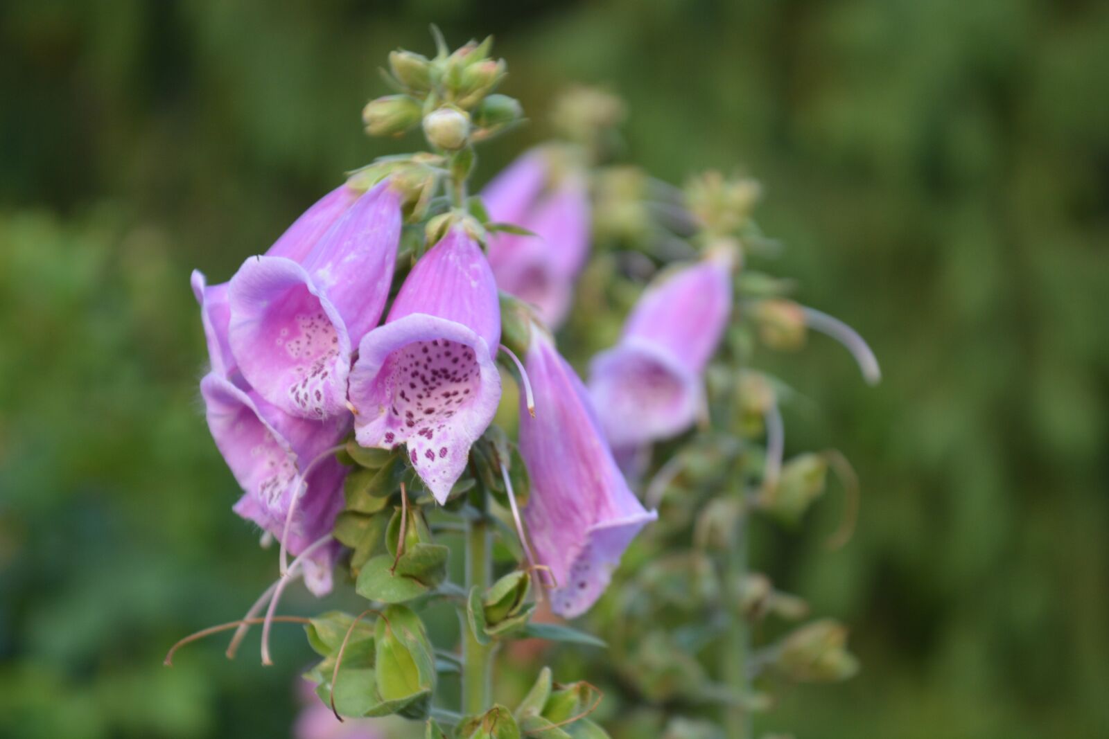 Nikon D7100 sample photo. Nature, flower, thimble photography
