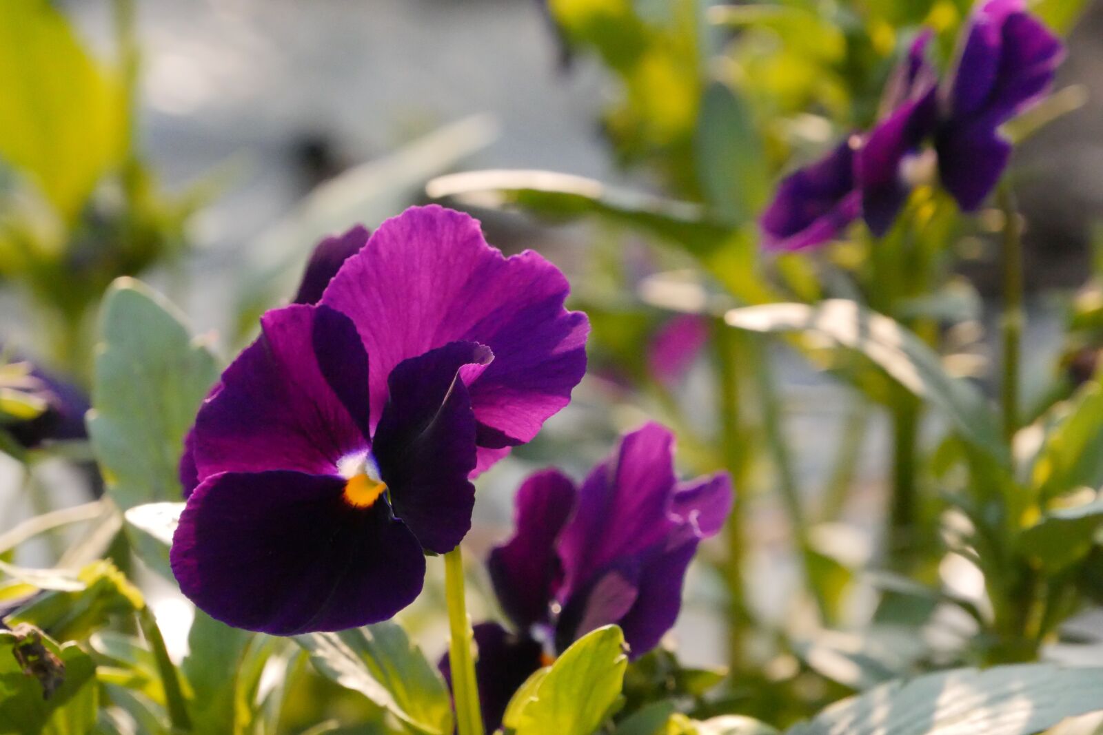 Panasonic Lumix DMC-GH4 sample photo. Pansy, flowers, garden photography