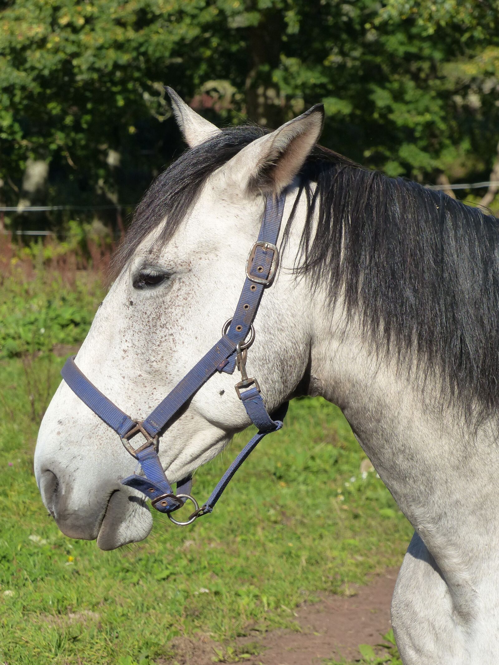 Panasonic Lumix DMC-FZ200 sample photo. Horse, hage, grass photography