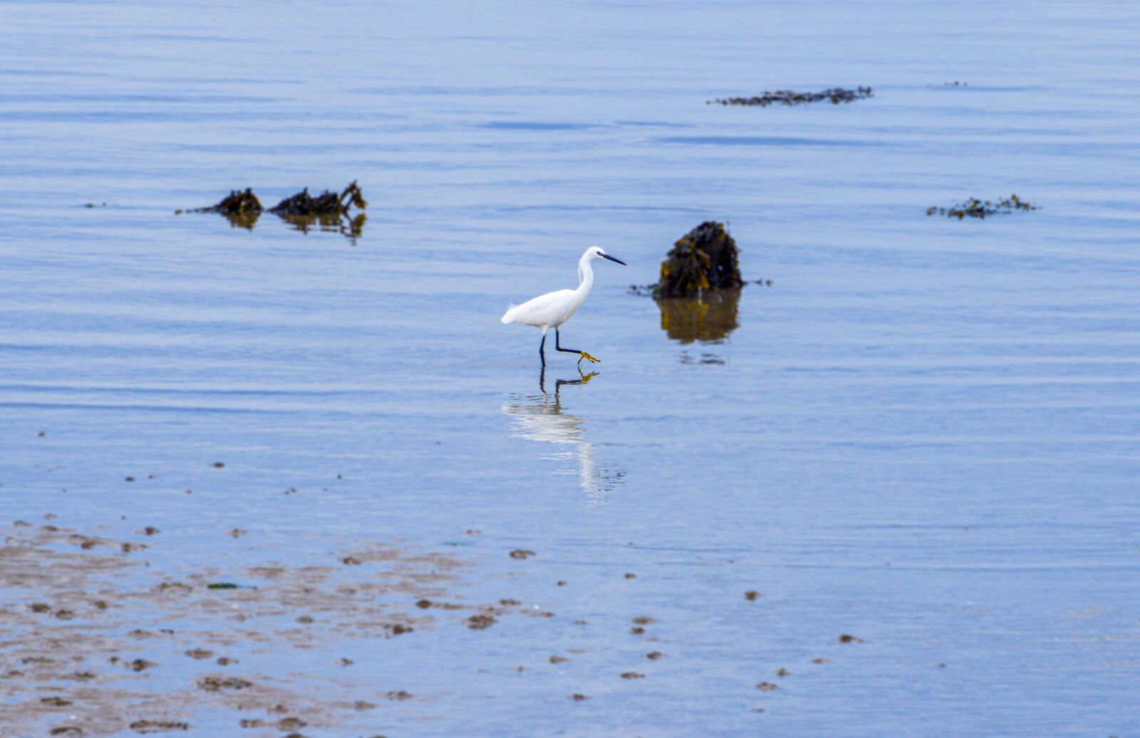 Nikon D3200 sample photo. Egret, heron, bird photography