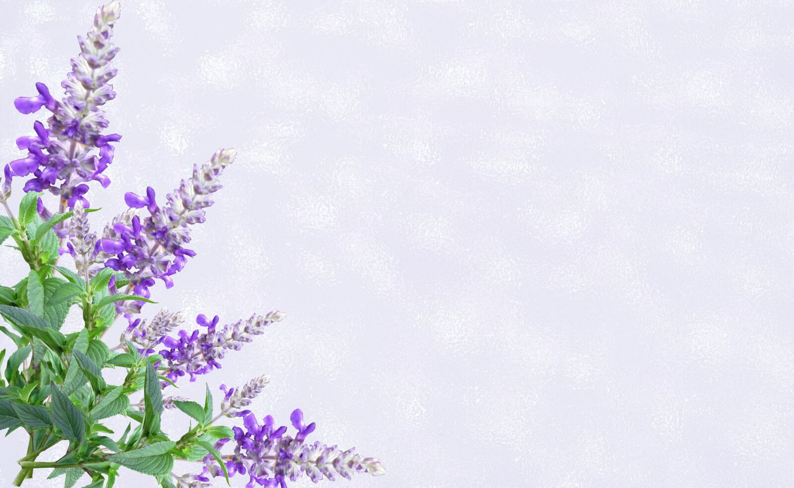 Panasonic Lumix DMC-FZ28 sample photo. Greeting card, purple flower photography