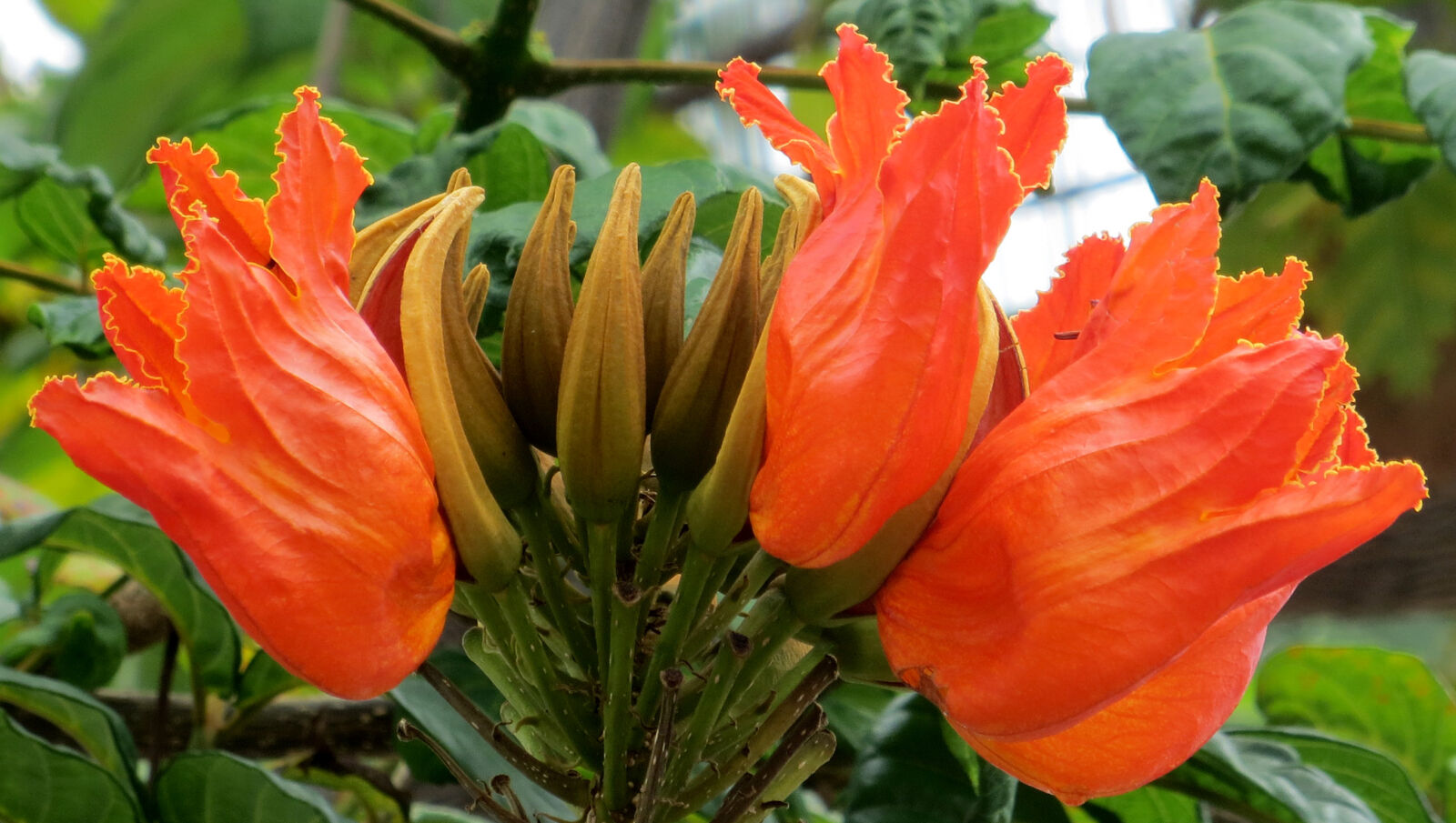 Canon PowerShot SX260 HS sample photo. Flower, hawaii, hawaiian, nature photography