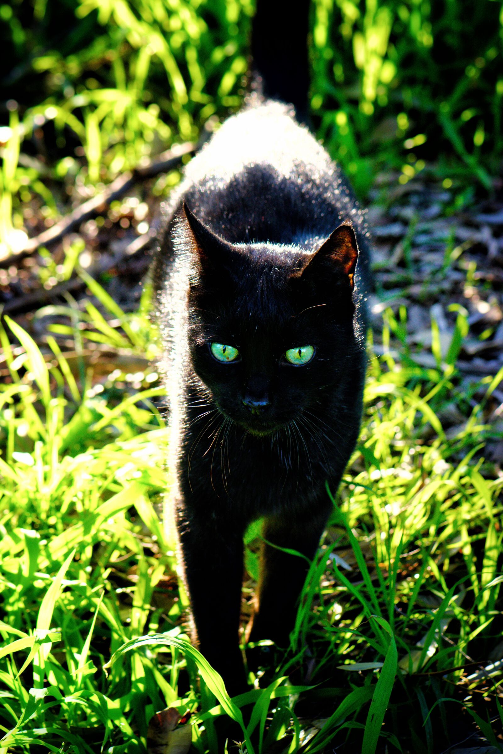 Nikon D3300 sample photo. Cat, black, green photography