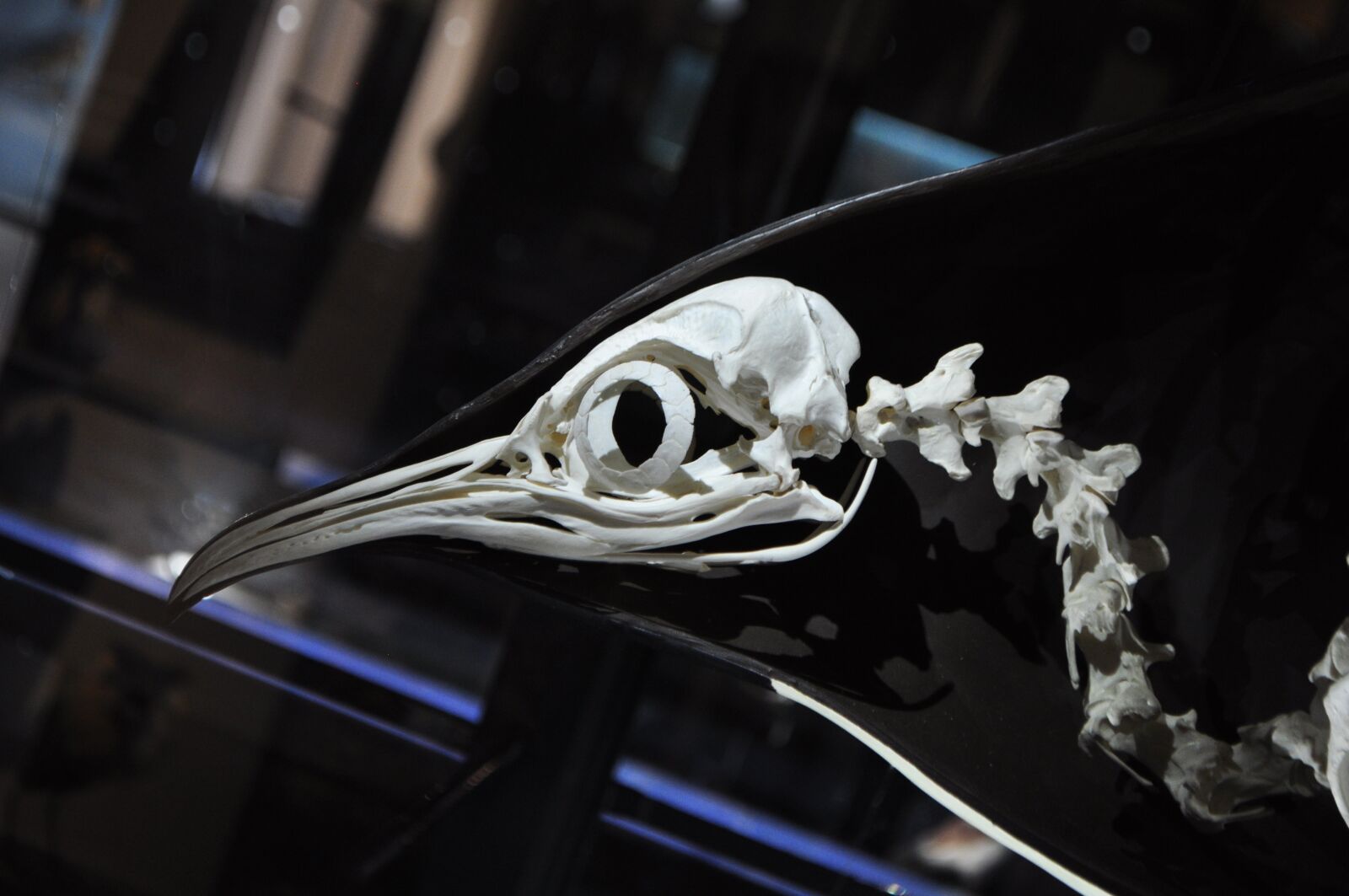 Nikon D5000 sample photo. Penguin, skeleton, museum photography