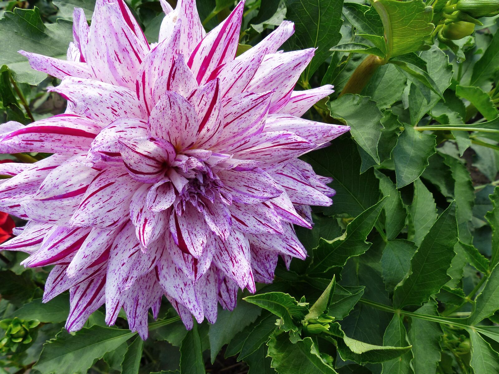 Panasonic Lumix DMC-FZ200 sample photo. Dahlia, flower, striped photography