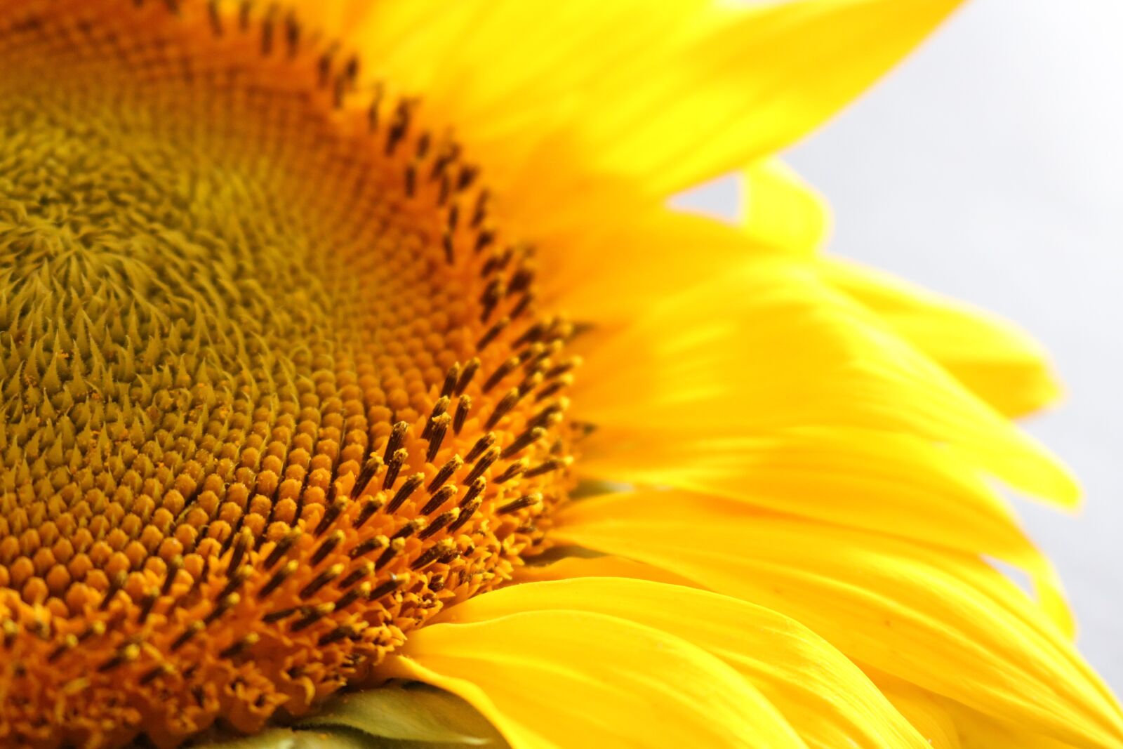 Canon EOS 750D (EOS Rebel T6i / EOS Kiss X8i) sample photo. Sunflower, yellow, macro photography