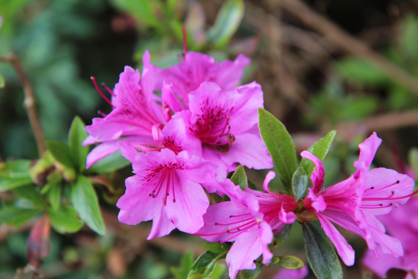 Canon EOS 600D (Rebel EOS T3i / EOS Kiss X5) sample photo. Azalea, azalea pink, pink photography