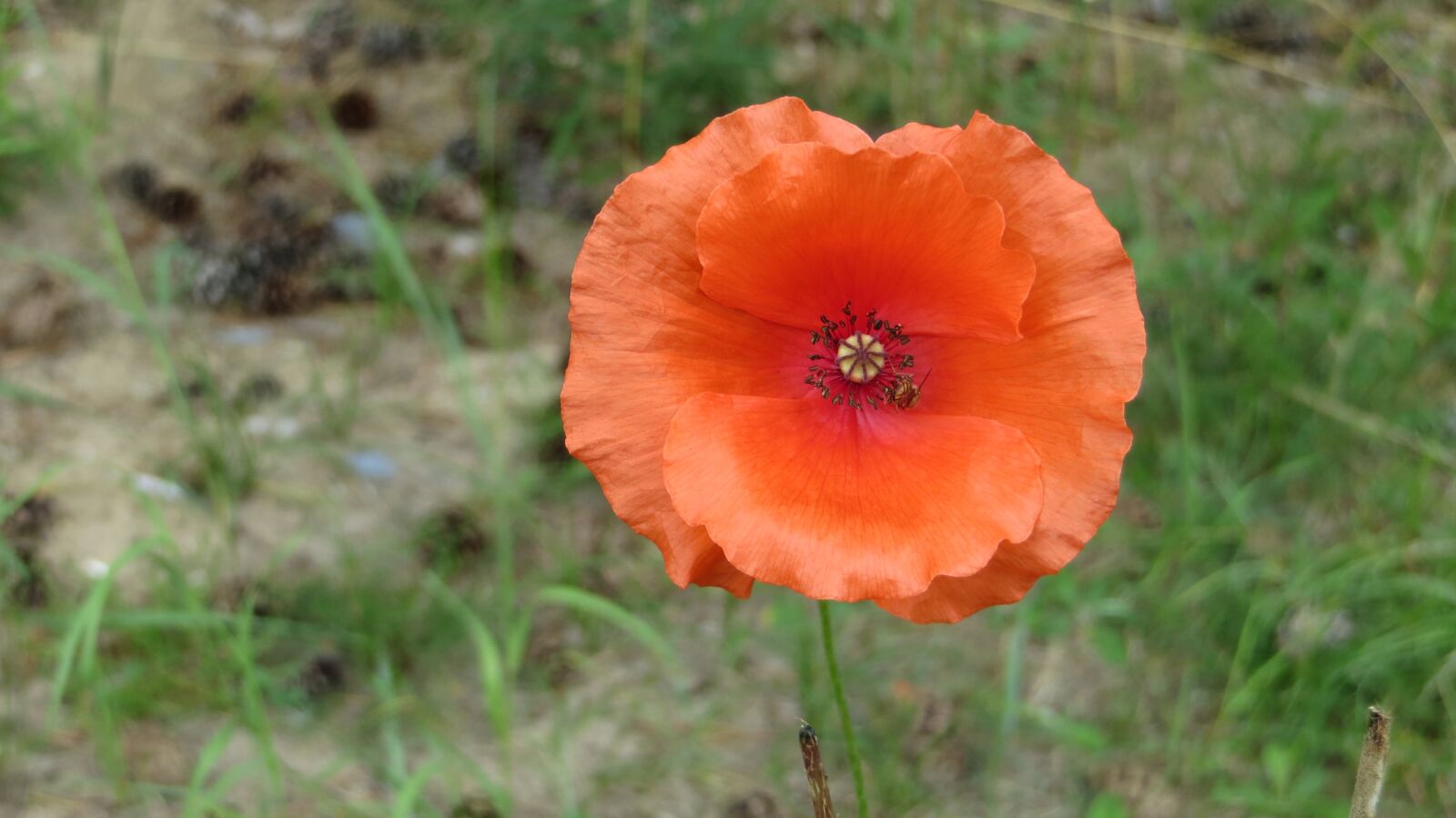 Canon PowerShot SX240 HS sample photo. Flowers, flora, cereals photography