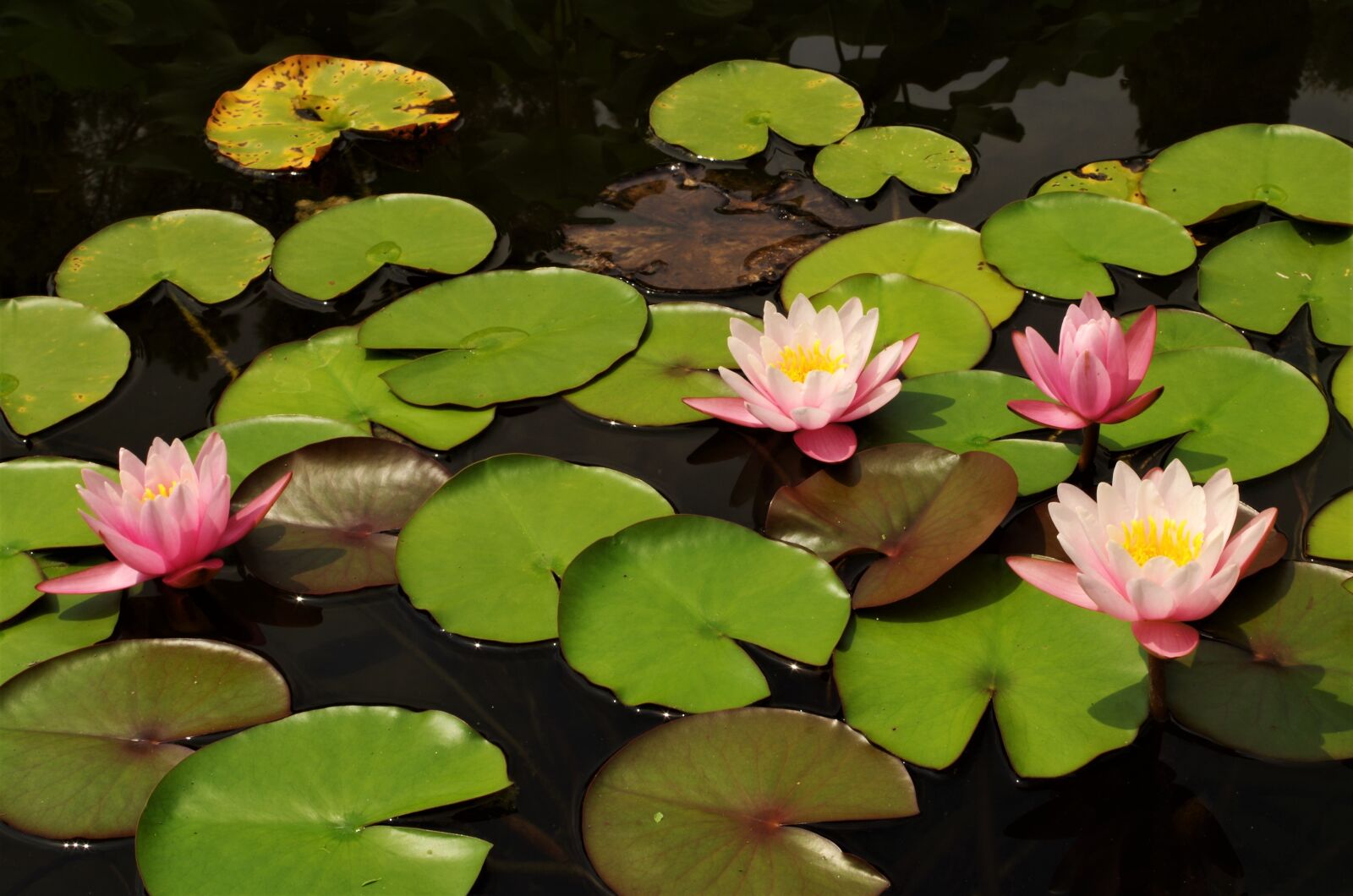 Pentax K-50 sample photo. Flowers, waterlilies, rosa photography
