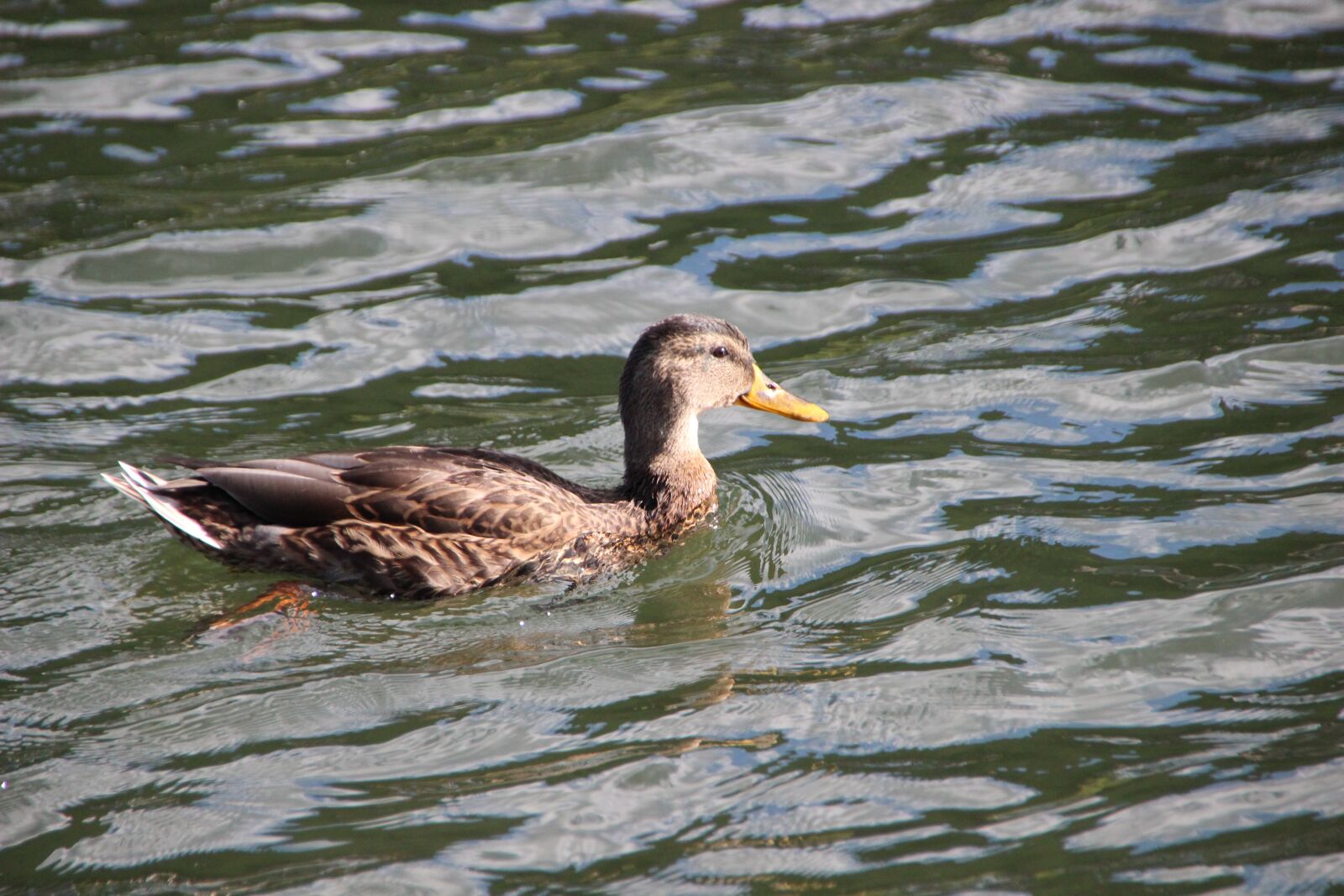 Canon EOS 600D (Rebel EOS T3i / EOS Kiss X5) sample photo. Duck, female, plumage photography