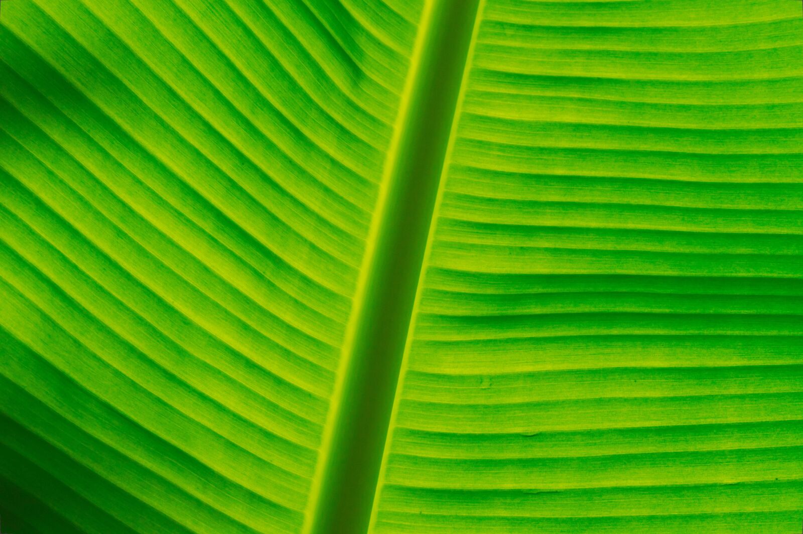 Nikon D3200 sample photo. Costa rica, leaf, backlight photography