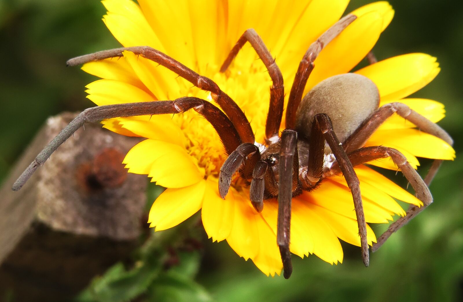 Canon PowerShot SX50 HS sample photo. Insect, predator, spider photography