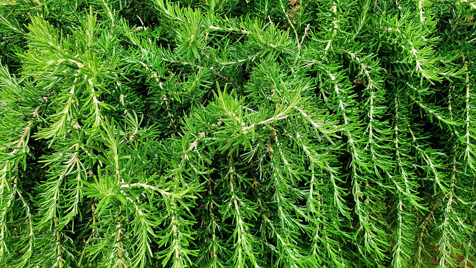 Samsung Galaxy S10e sample photo. Rosemary, plant, food photography