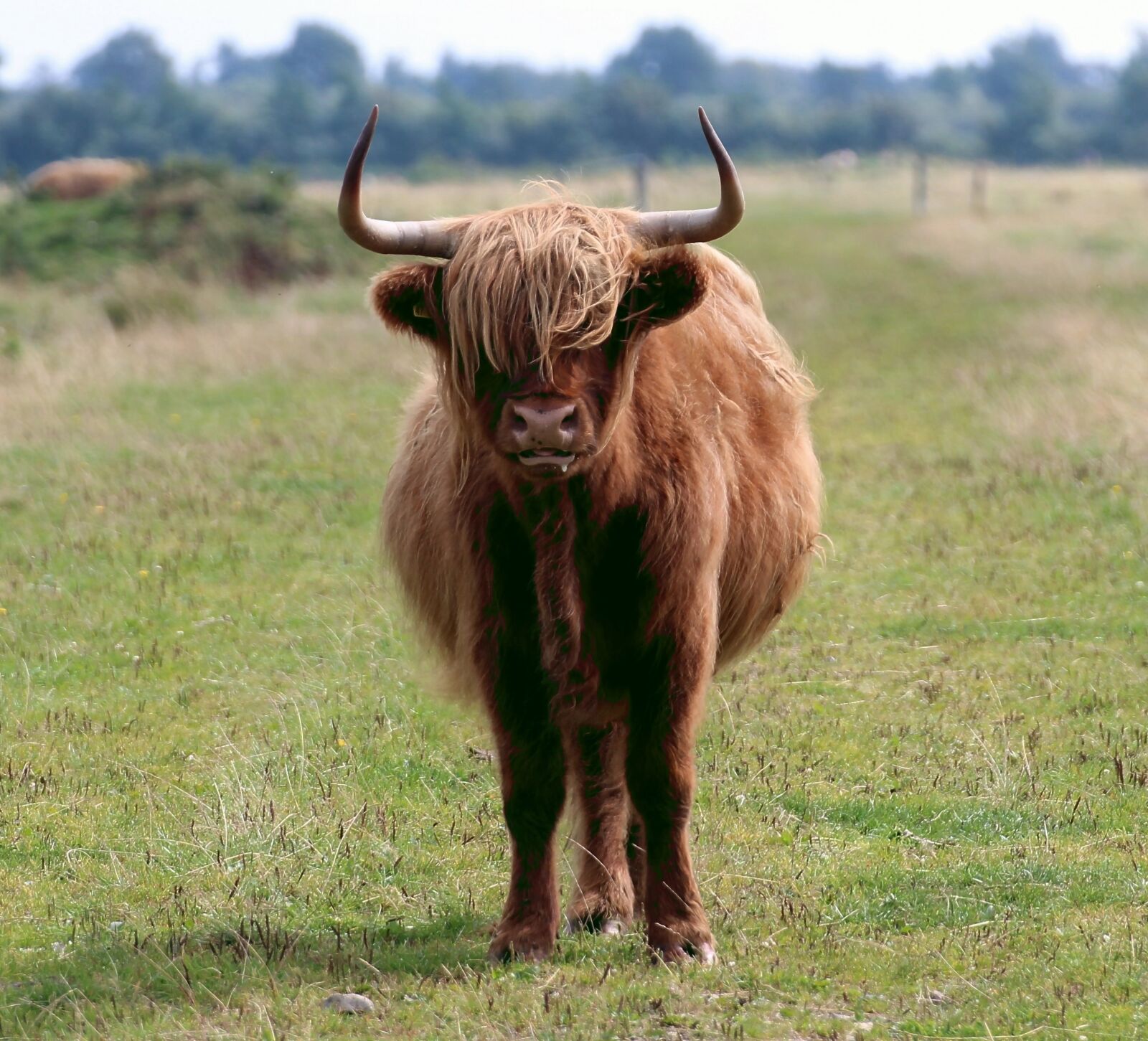 Canon EOS 600D (Rebel EOS T3i / EOS Kiss X5) sample photo. Scottish hochlandrind, highland cattle photography