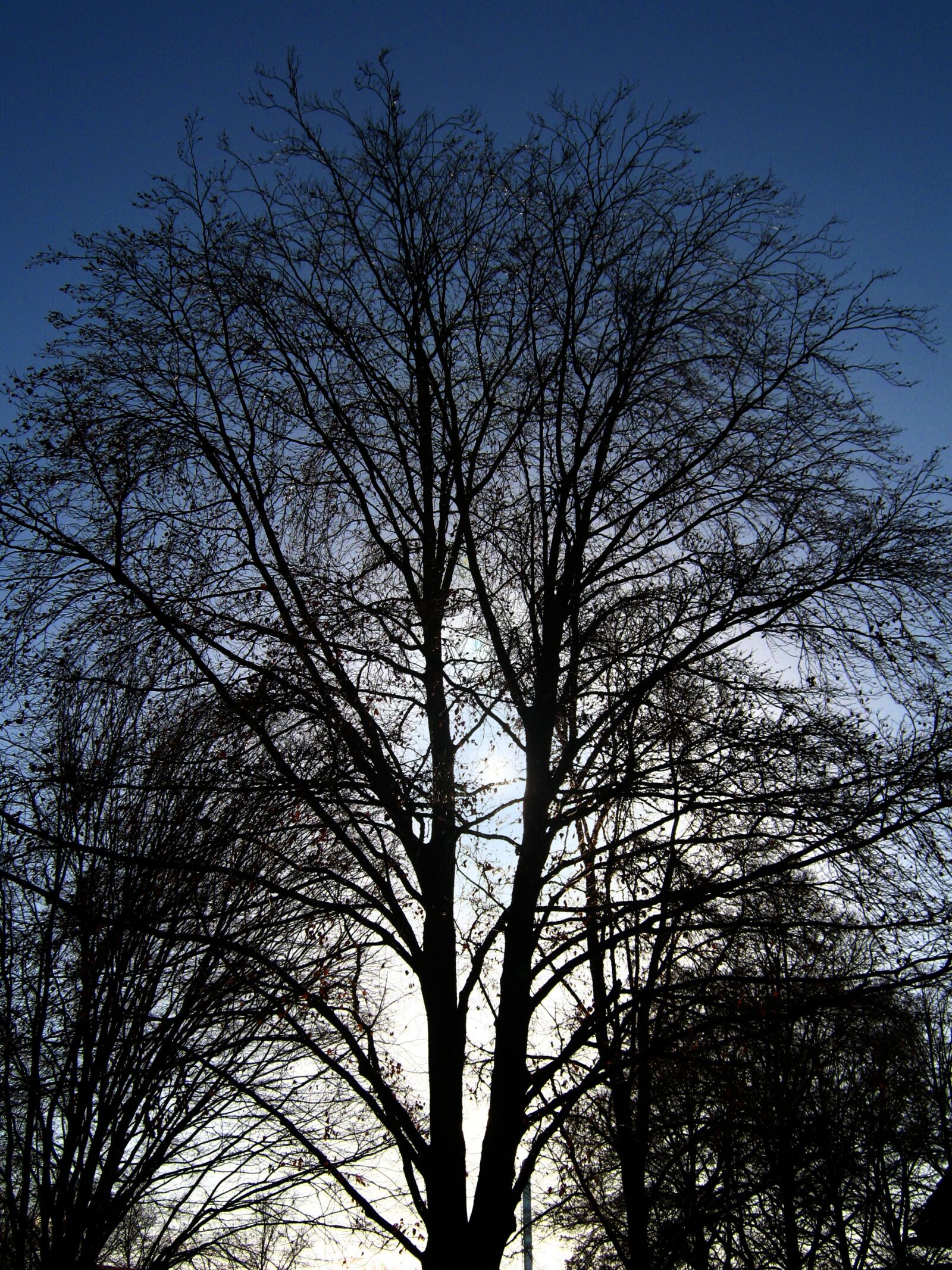 Canon PowerShot A470 sample photo. Tree, kahl, winter photography
