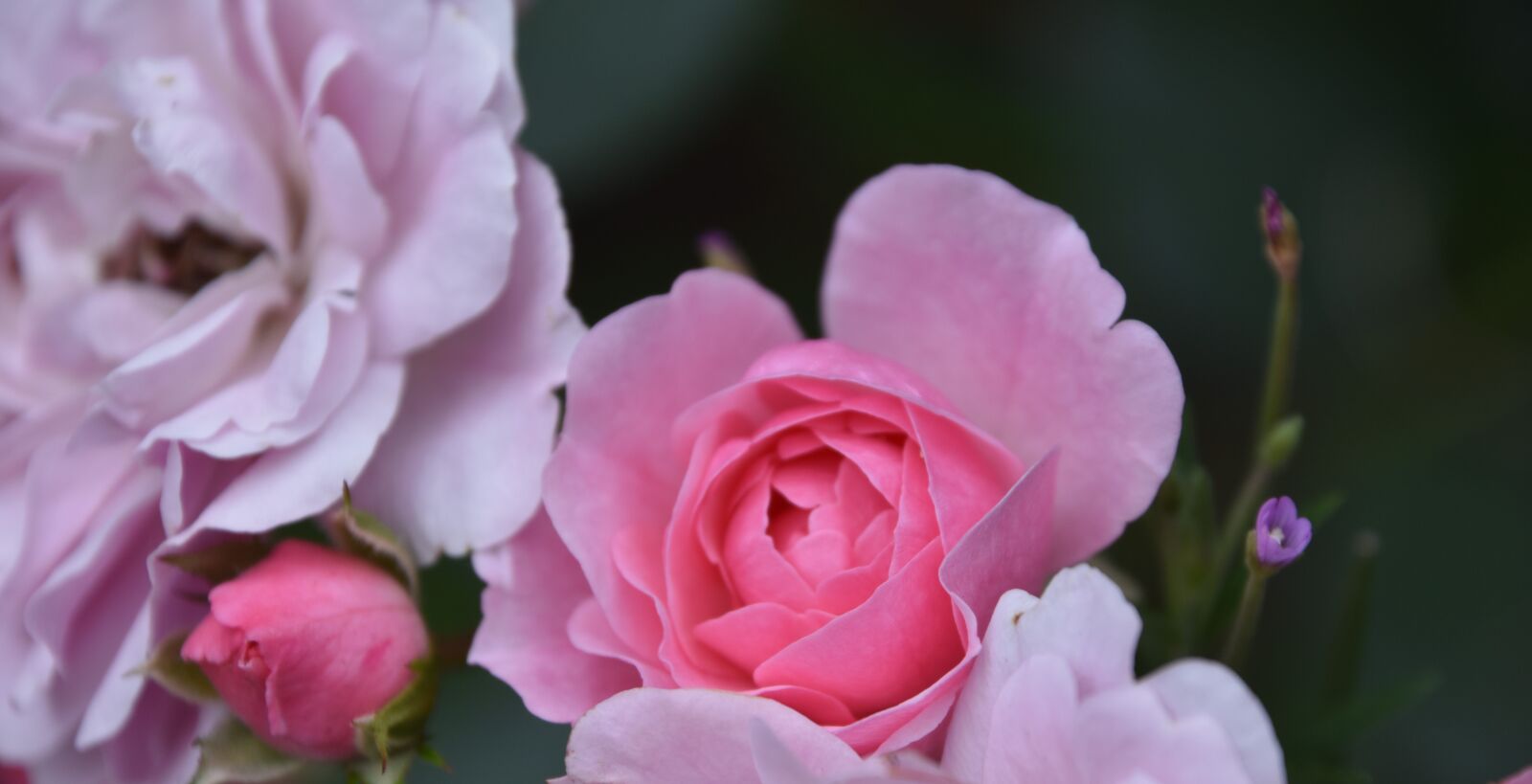 Nikon D5600 sample photo. Rosebush, pink, flower photography