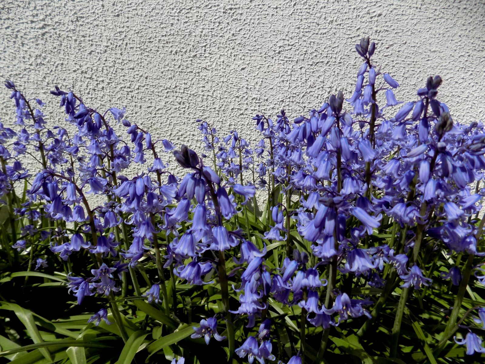 Nikon COOLPIX L340 sample photo. Flowers, garden, spring photography