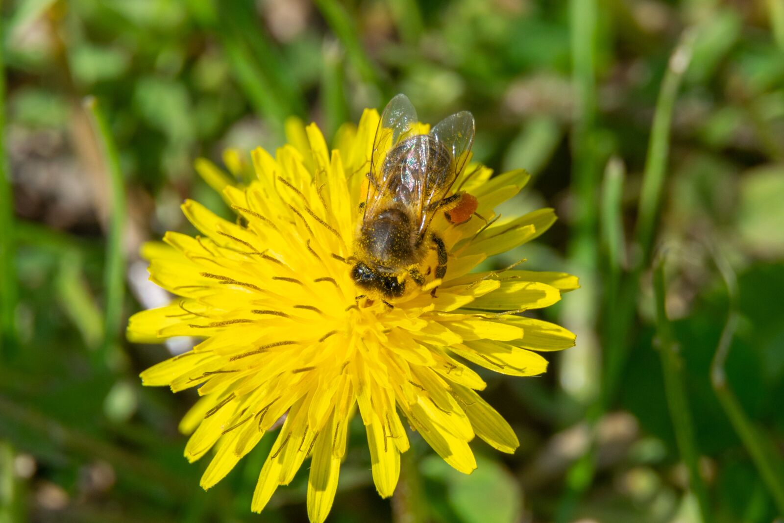 Nikon D3300 sample photo. Bee, flower, yellow photography