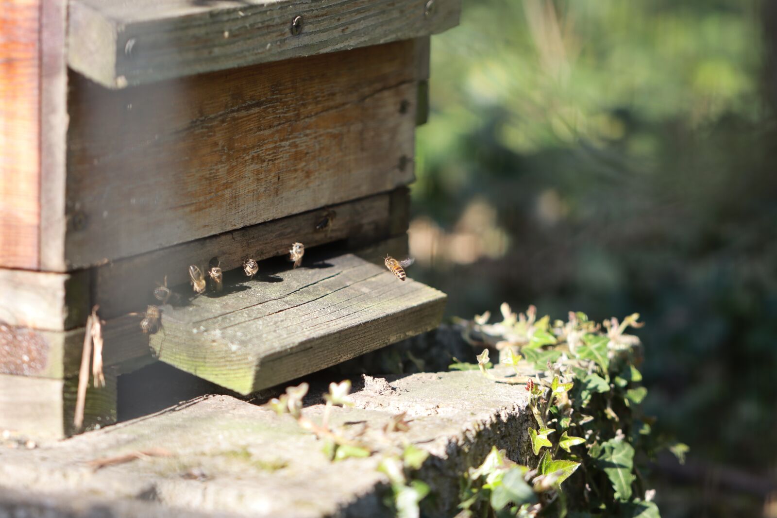 Canon EOS 90D sample photo. Bees, hive, forager photography