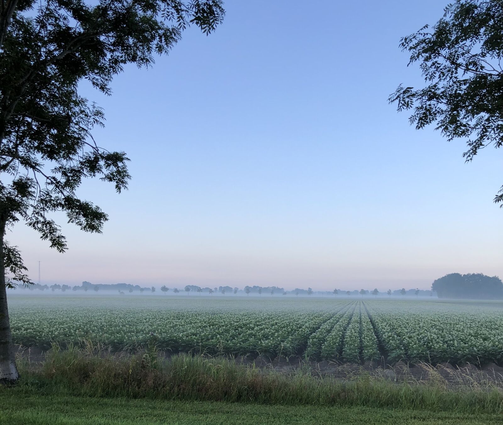 iPhone 8 Plus back dual camera 3.99mm f/1.8 sample photo. Country, crops, trees photography