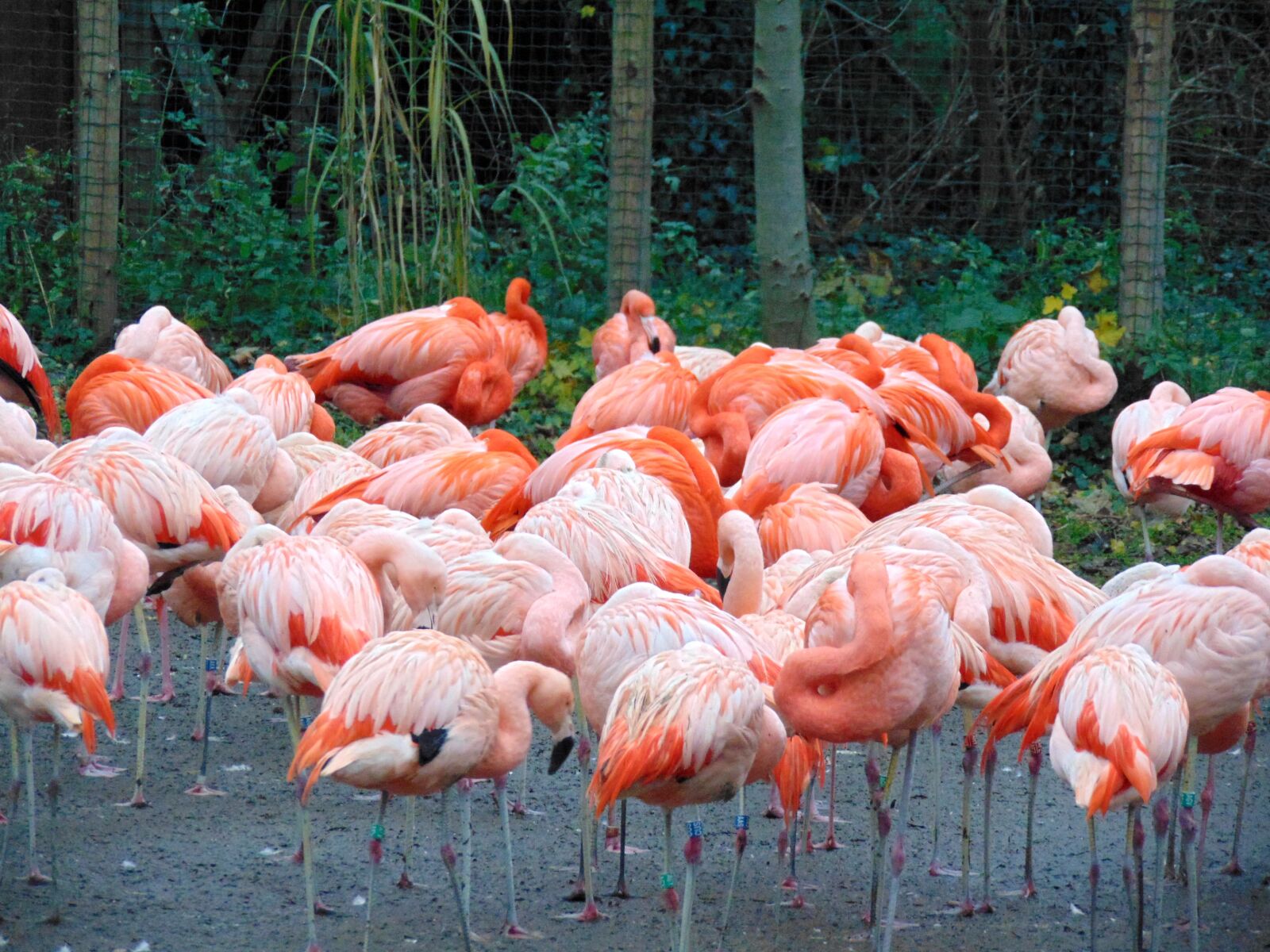 Sony Cyber-shot DSC-H300 sample photo. Flamingo, bird, nature photography