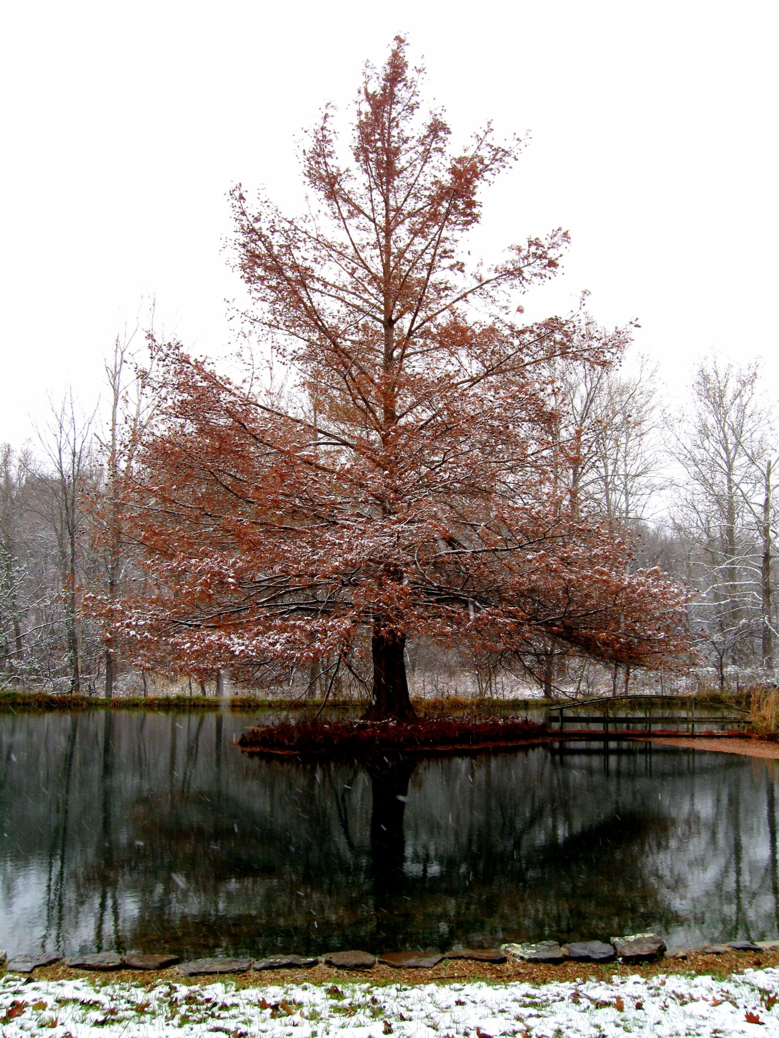 Canon PowerShot A590 IS sample photo. Bridge, pond, snow, tree photography