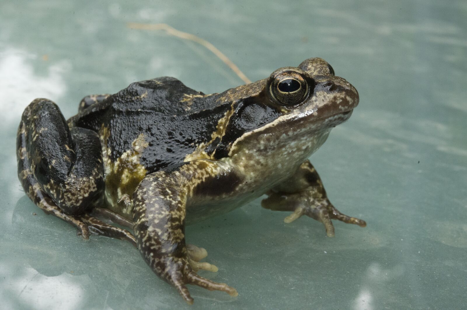 Nikon D800 sample photo. Frog, animal, water photography