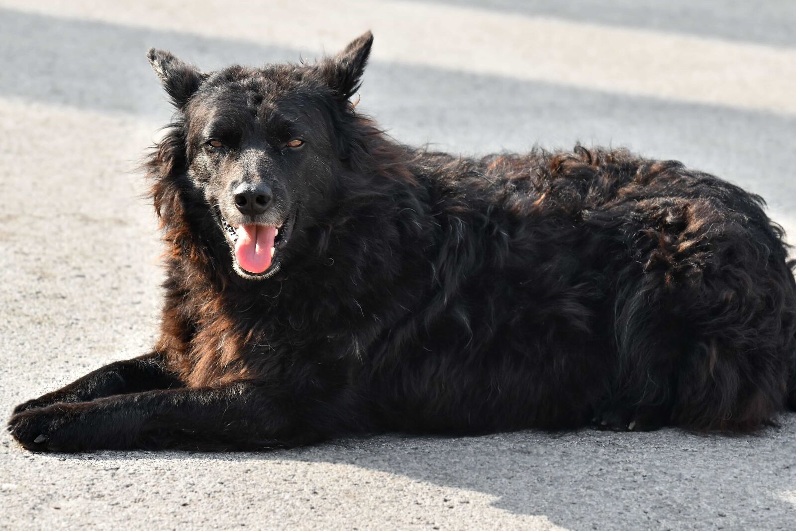 Nikon D5500 sample photo. Curl, furry, laying, pedigree photography