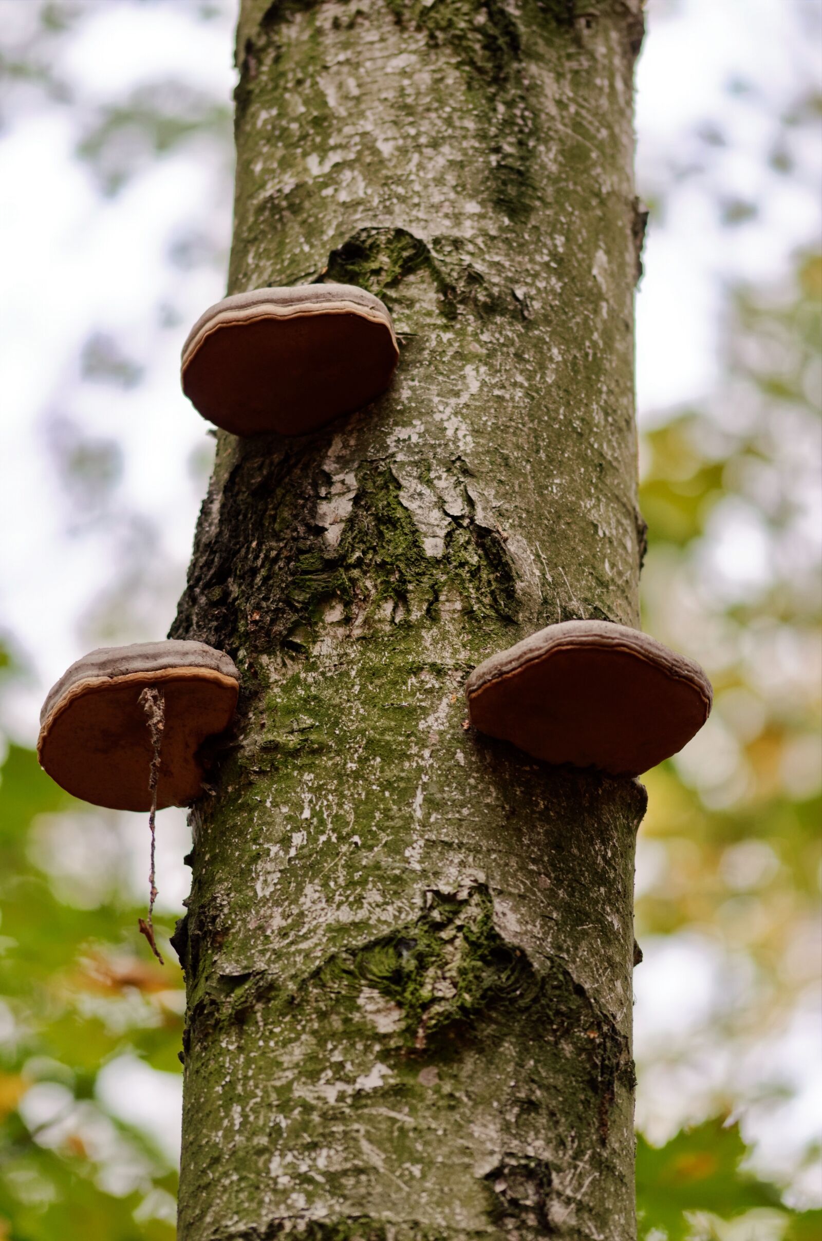Nikon D5100 sample photo. Mushrooms, great, trunk photography