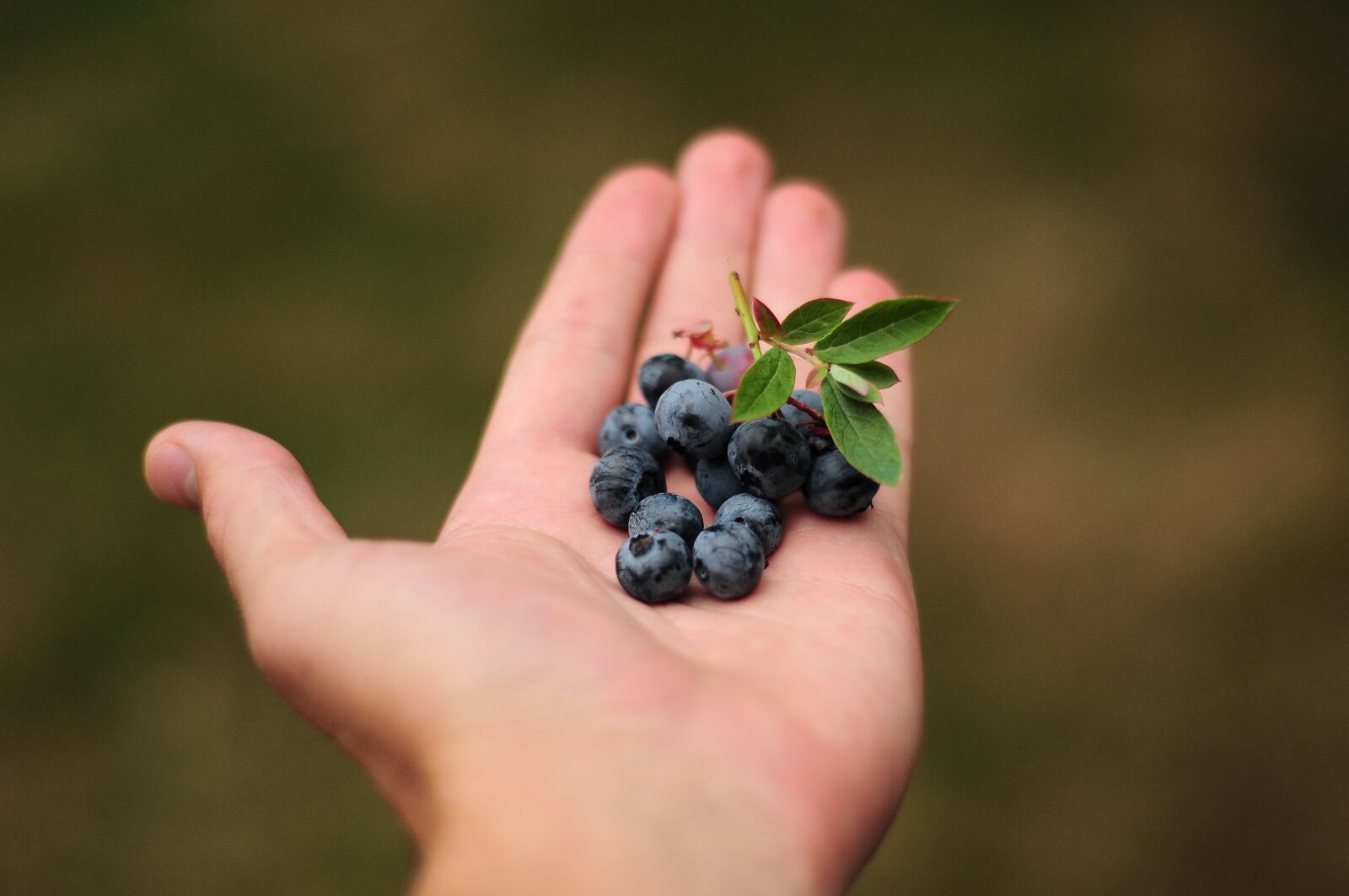 Nikon D300 sample photo. Blueberries, blue, berries photography