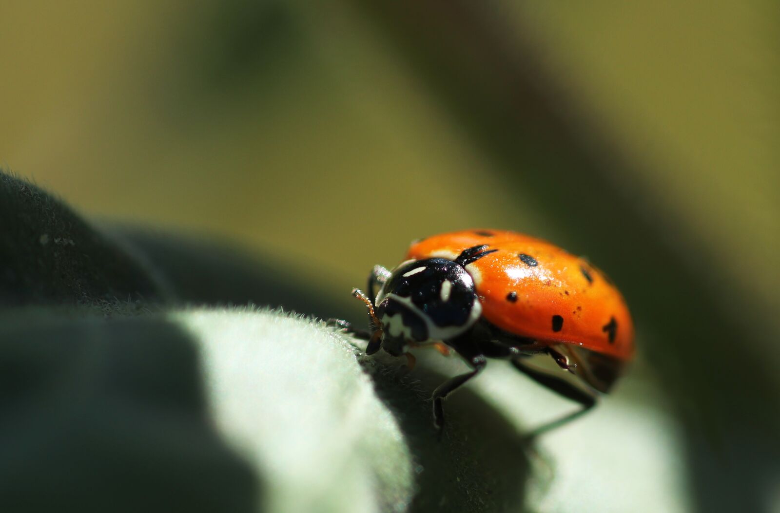 Canon EOS 200D (EOS Rebel SL2 / EOS Kiss X9) sample photo. Ladybug, insect, nature photography