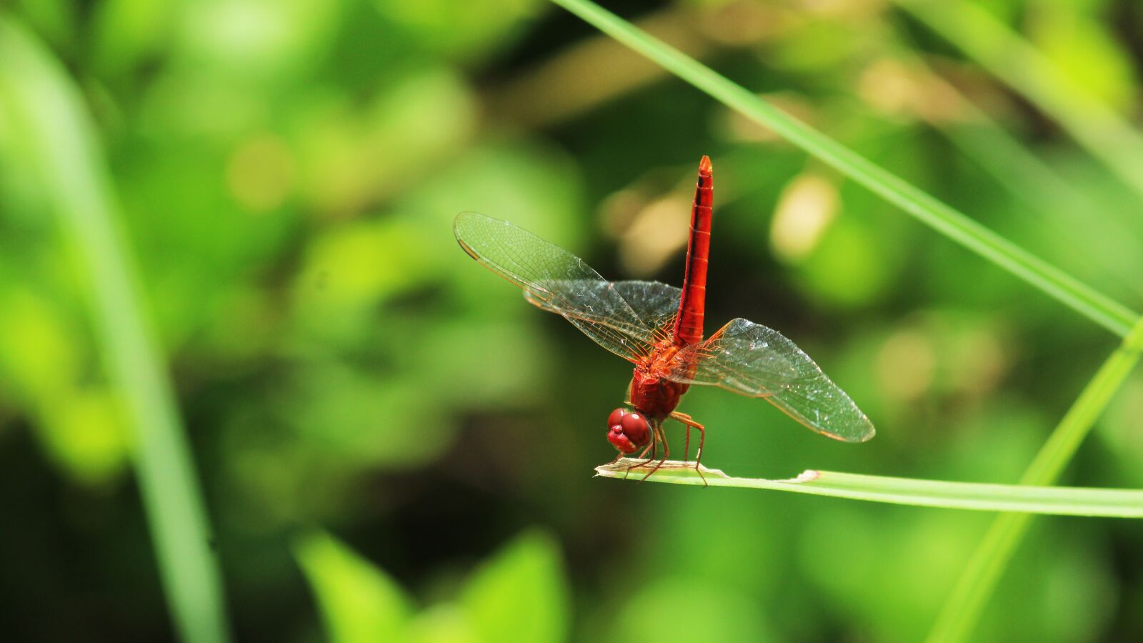 Canon EOS 1300D (EOS Rebel T6 / EOS Kiss X80) sample photo. Dragonfly, red, scarlet photography