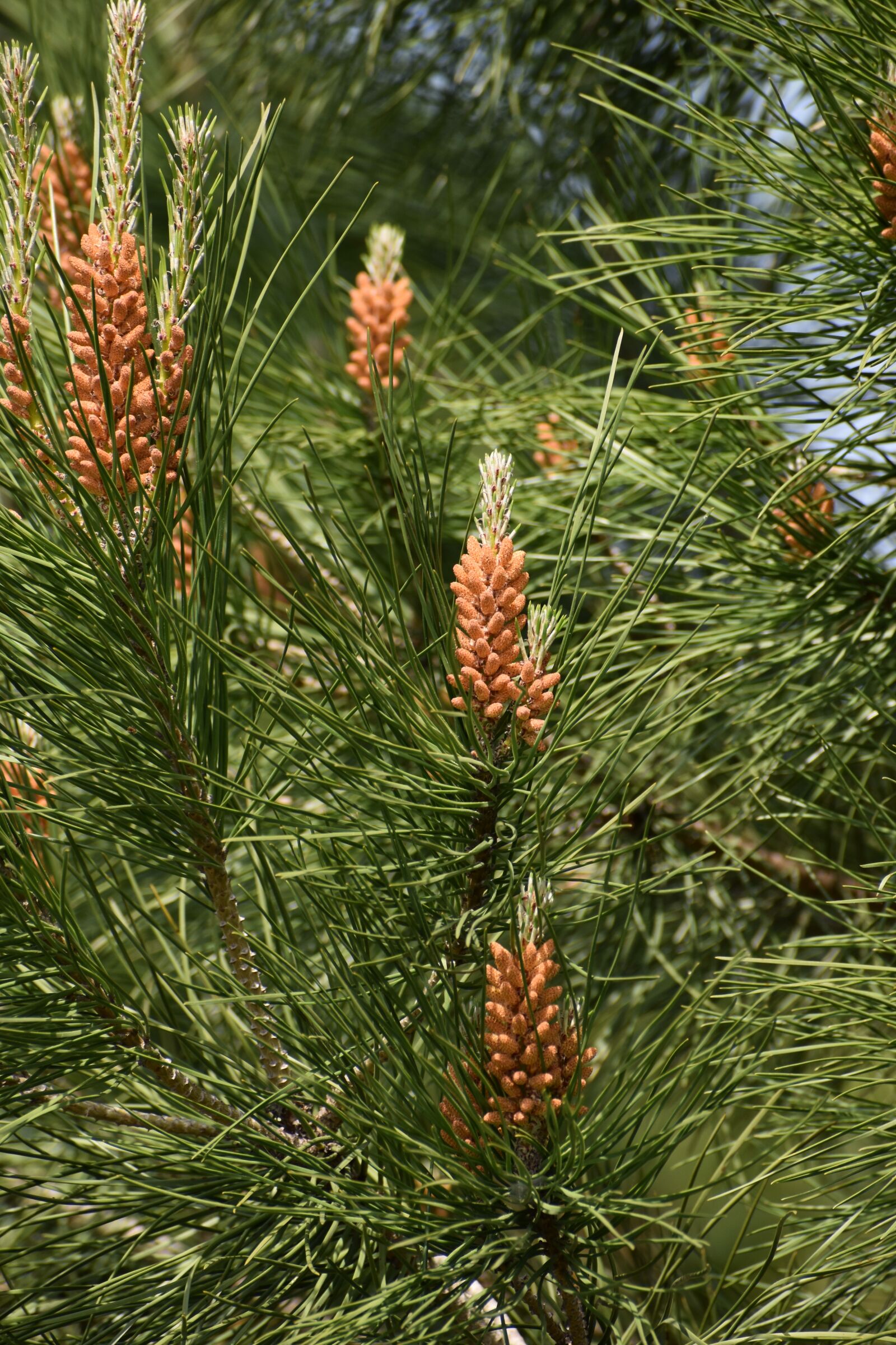 Nikon D3500 sample photo. Pine, spring, flora photography